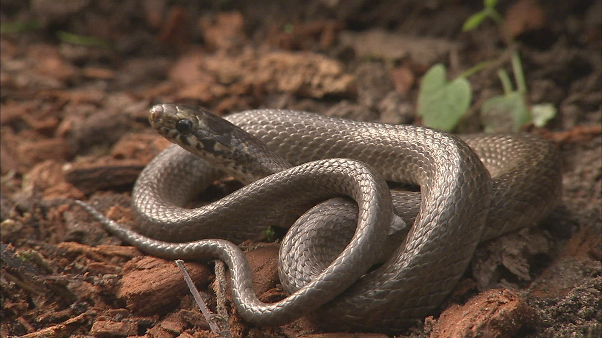 945988320 / Snake / Ussuria / Russia