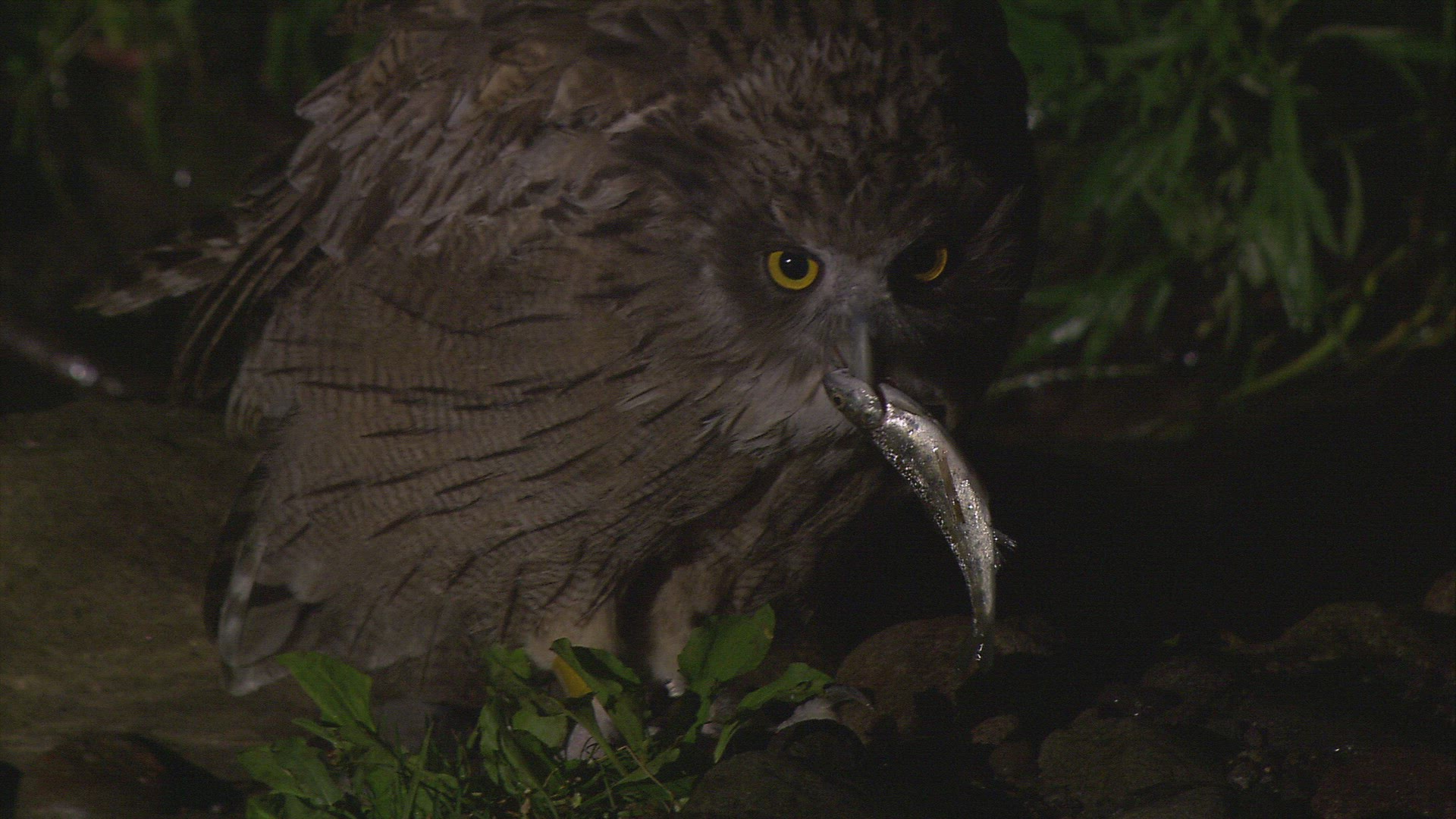 826743976 / Fishing Owl / Night / Hokkaido / Japan