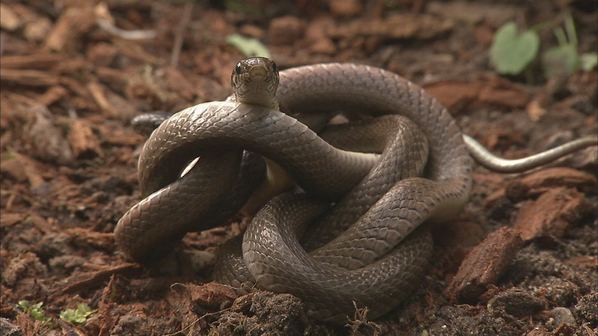 700395486 / Snake / Ussuria / Russia