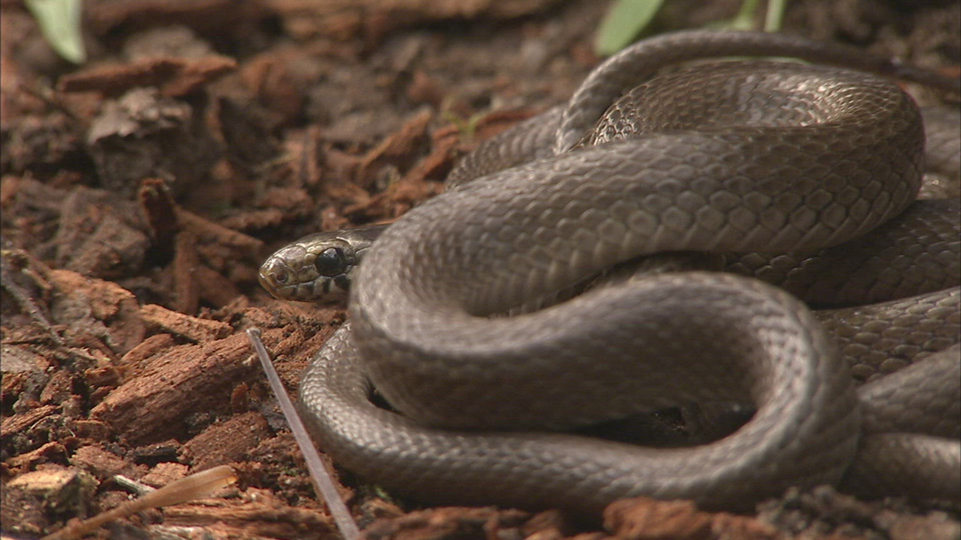 924024035 / Snake / Ussuria / Russia
