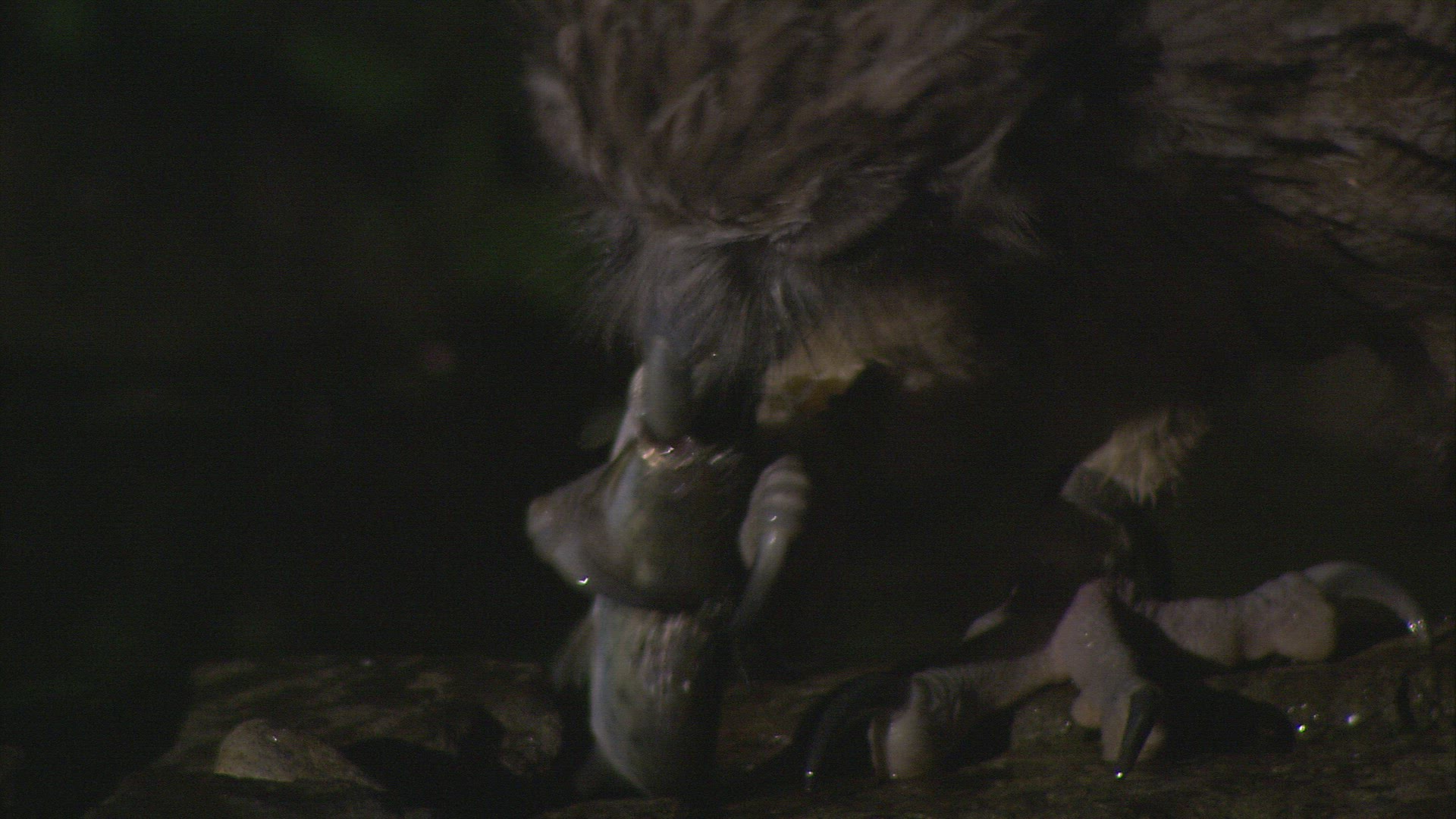 586177818 / Fishing Owl / Night / Hokkaido / Japan