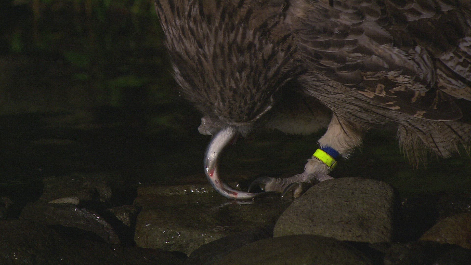 805416447 / Fishing Owl / Night / Hokkaido / Japan