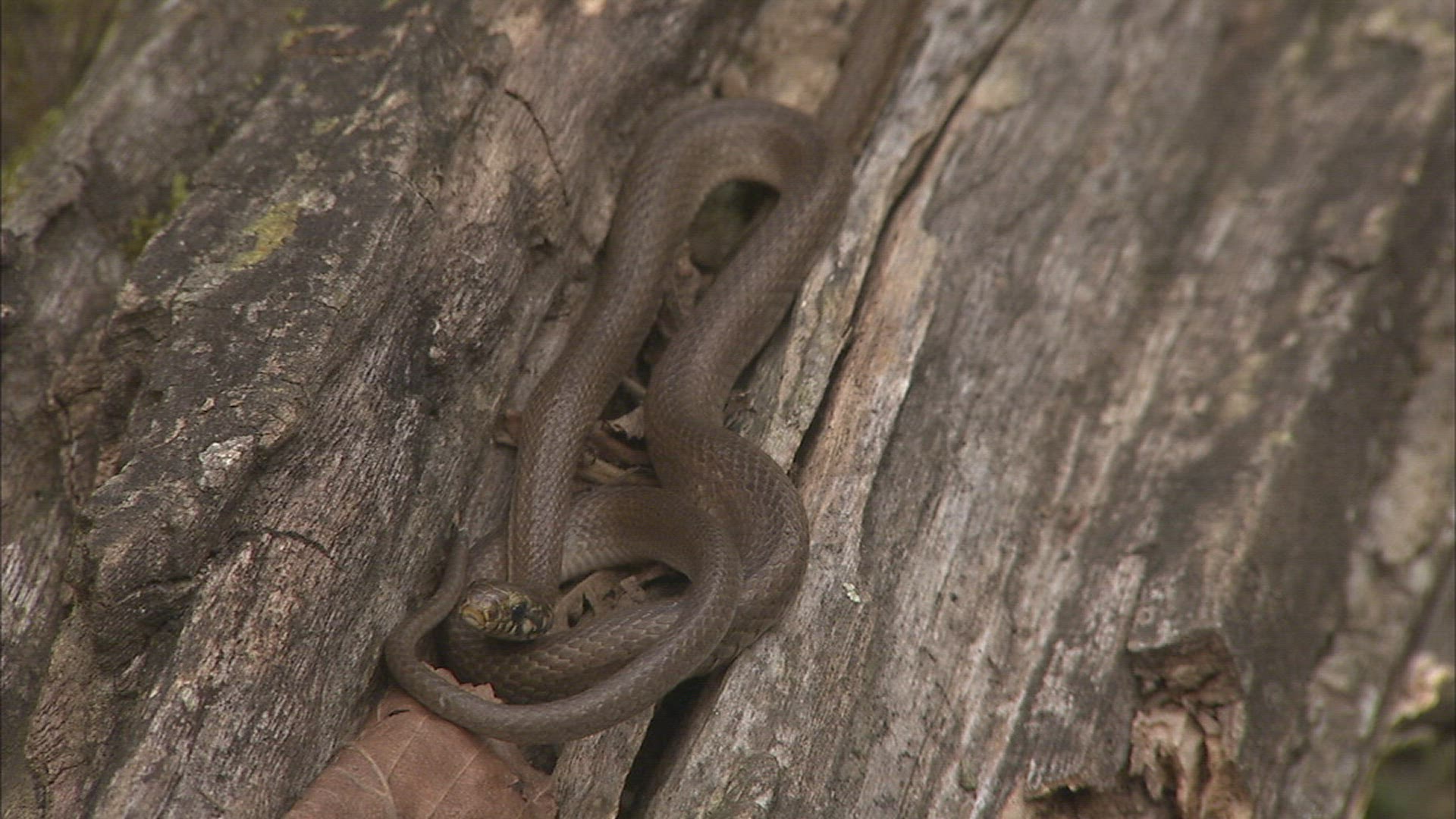 190235576 / Snake / Ussuria / Russia