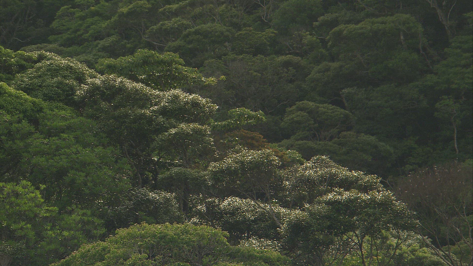 588779904 / Rainforest / Okinawa / Japan