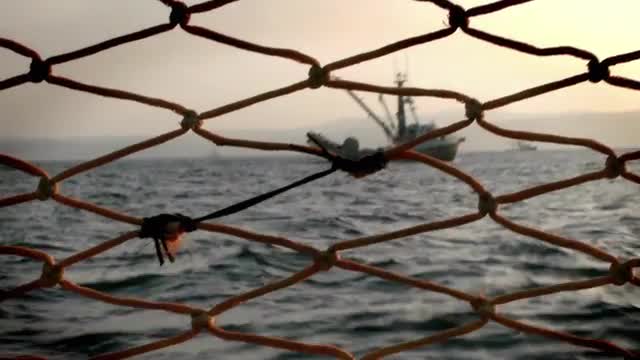 Fish-cutters navigate across open waters.