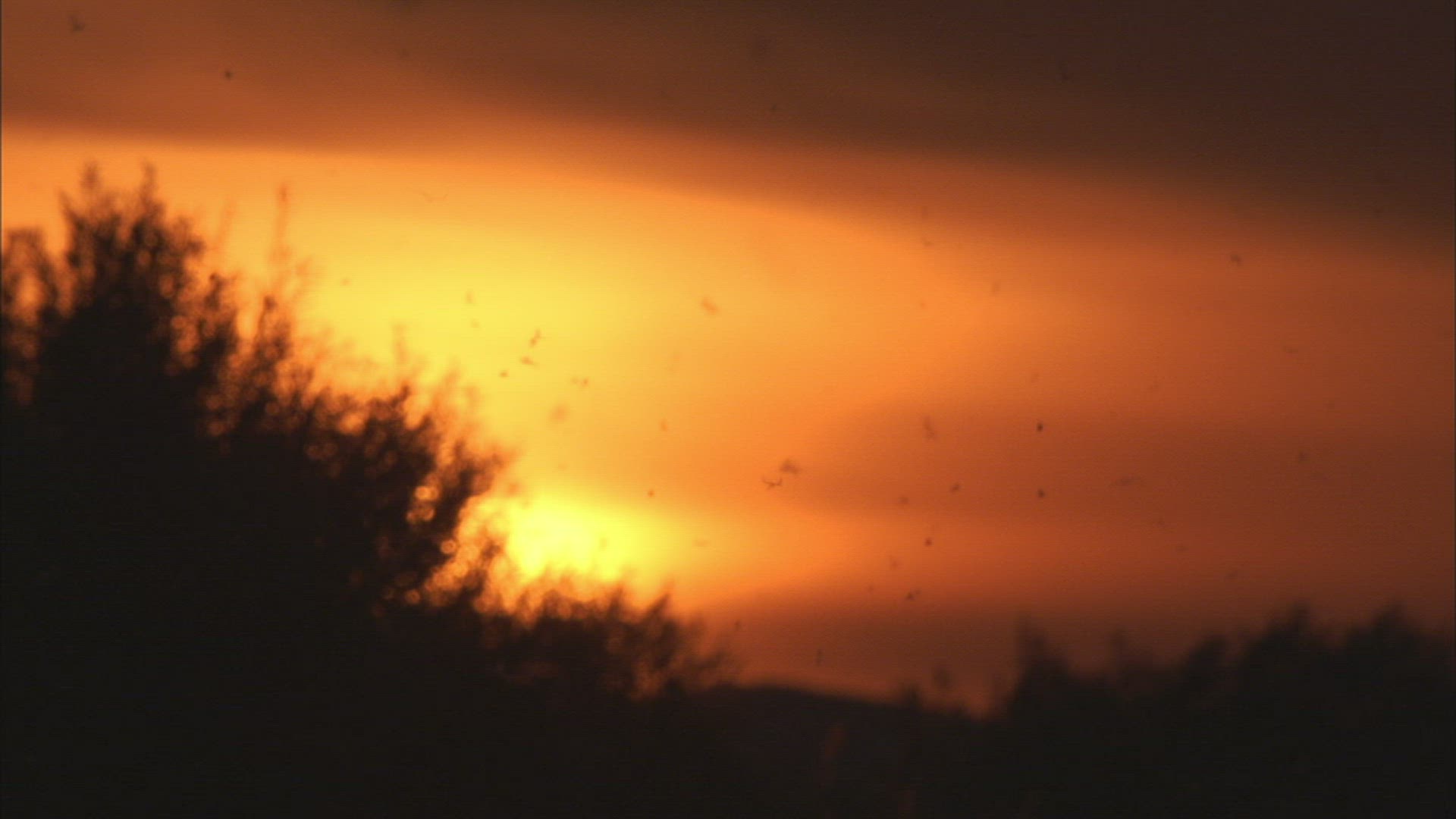 932912004 / Swarm of Insects / Khanka Lake / Russia