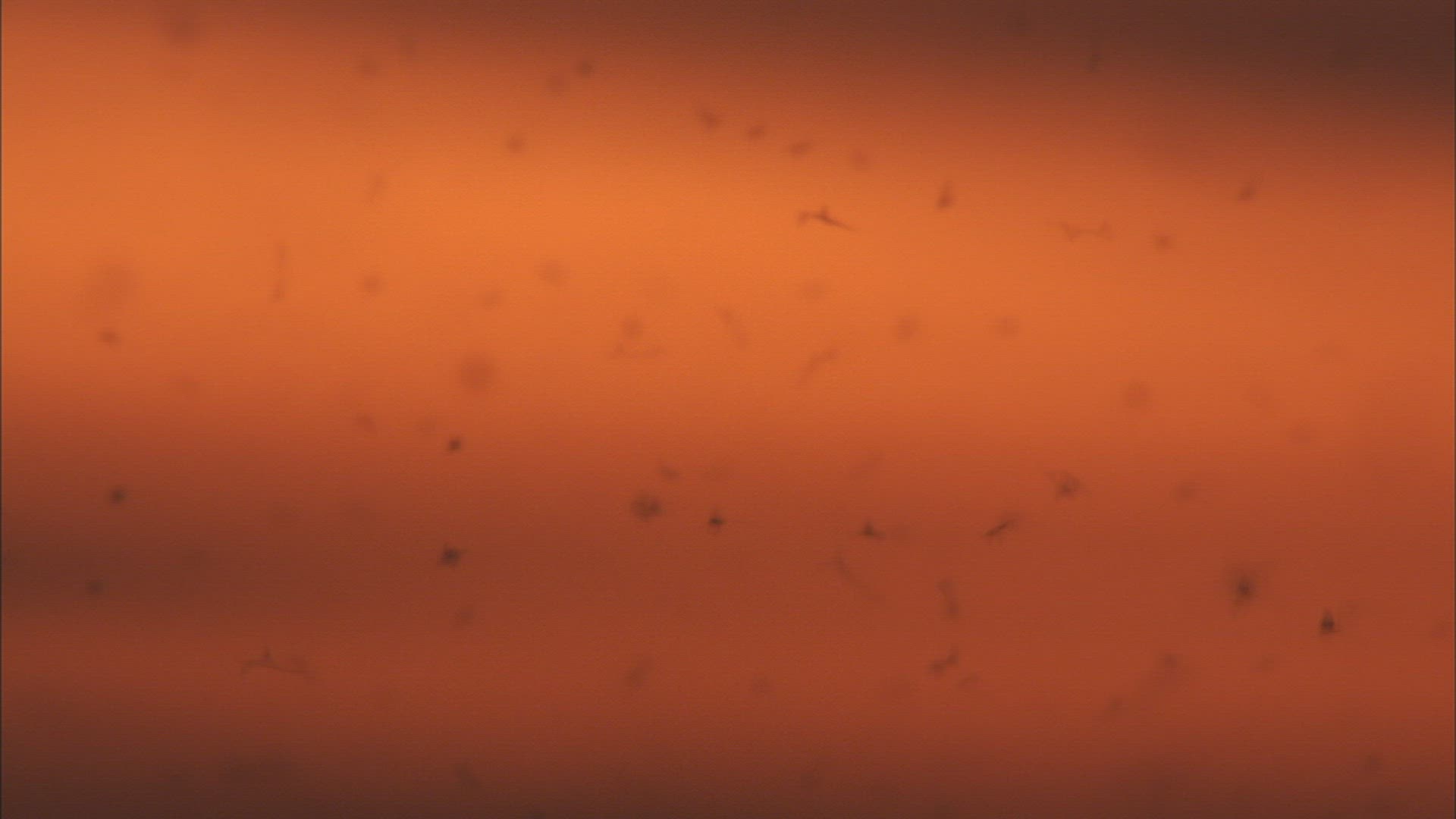 285774758 / Swarm of Insects / Khanka Lake / Russia