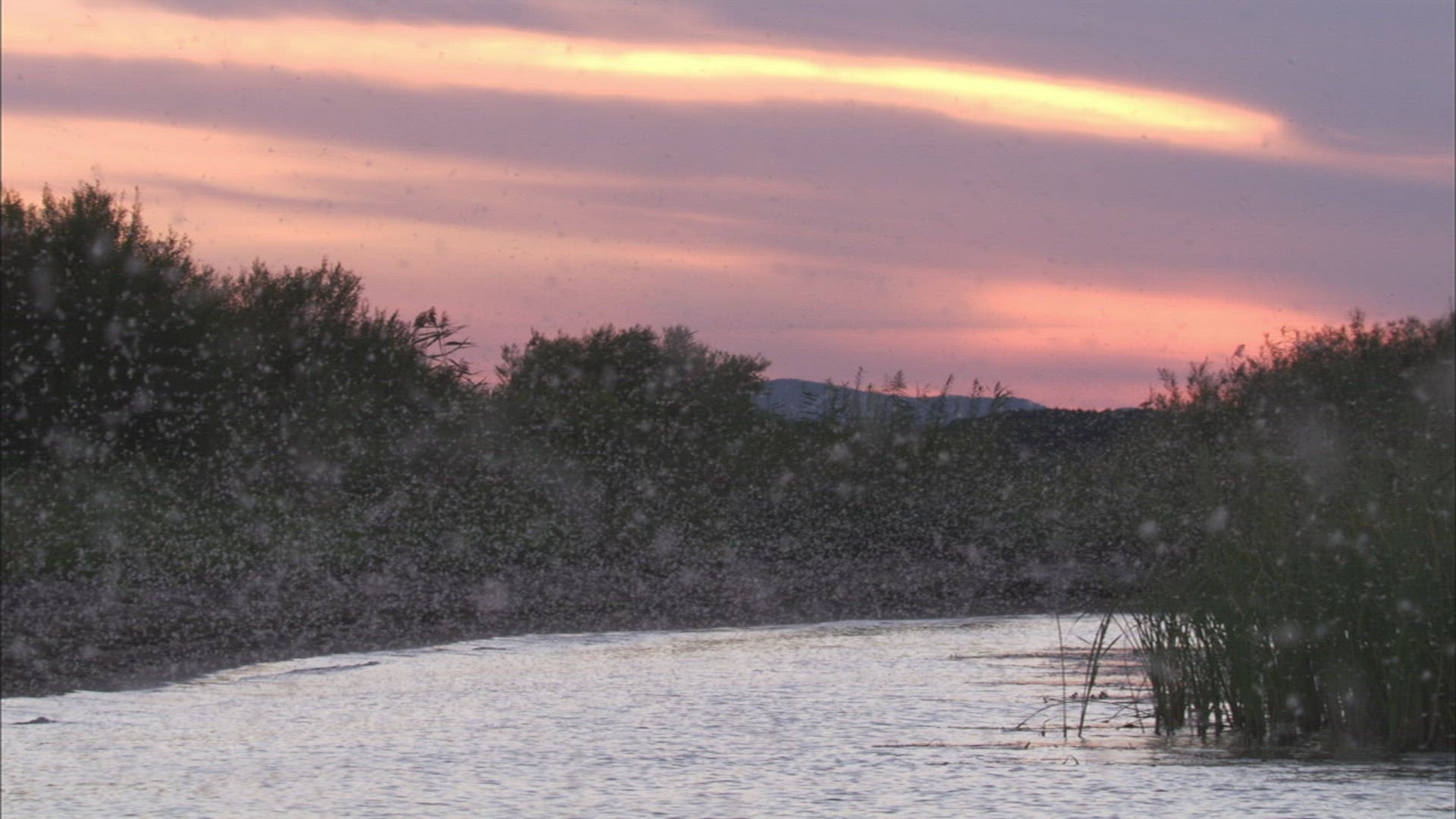 243190315 / Swarm of Insects / Khanka Lake / Russia