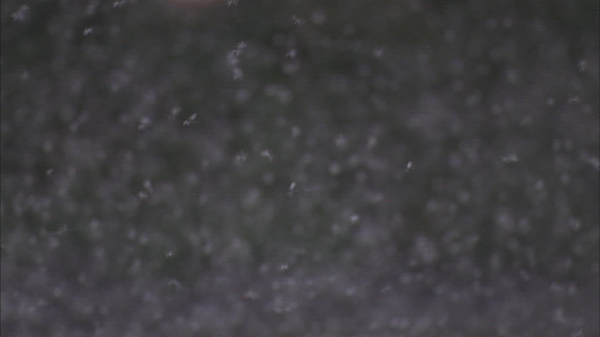 242927006 / Swarm of Insects / Khanka Lake / Russia
