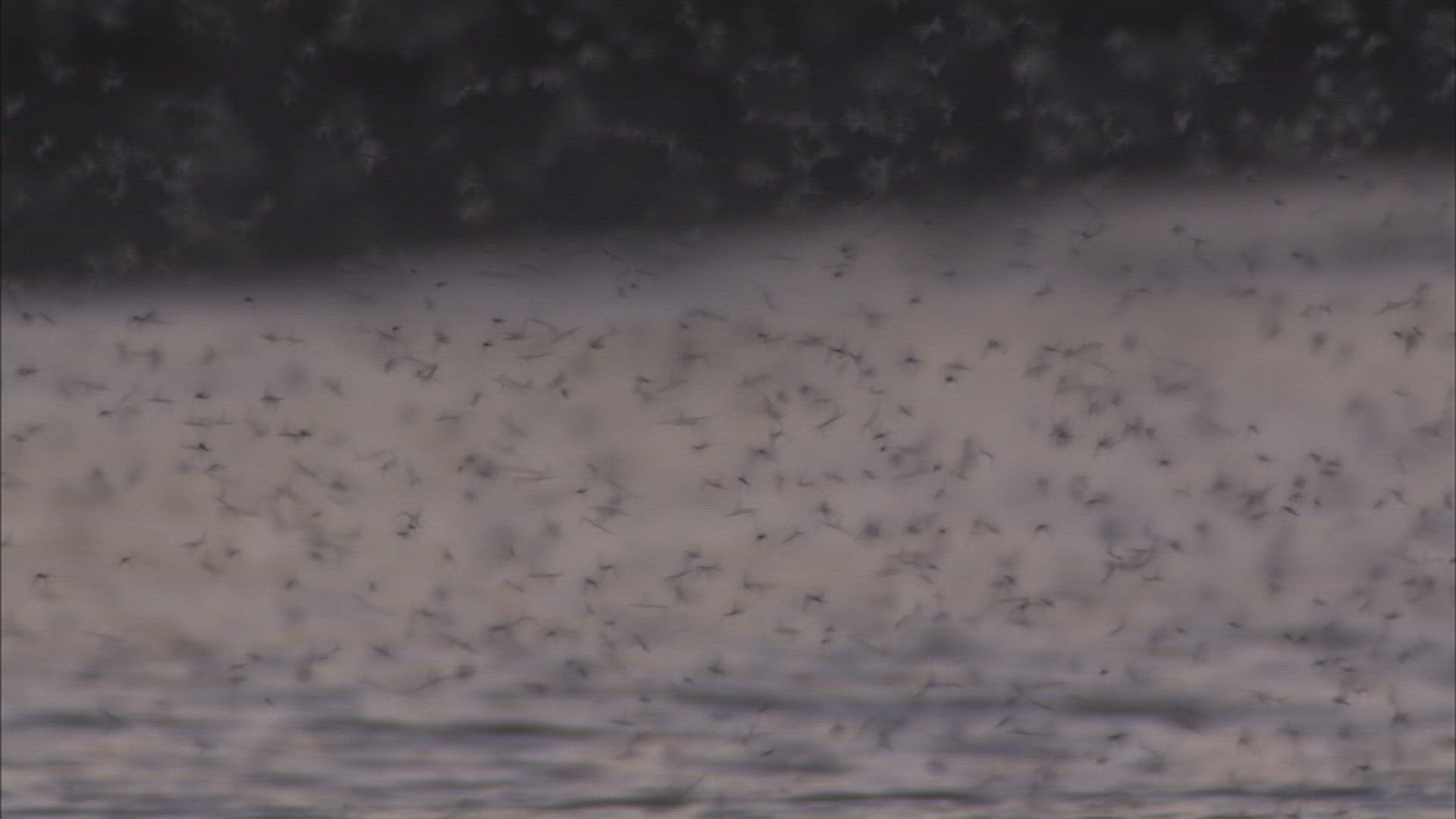 525055671 / Swarm of Insects / Khanka Lake / Russia