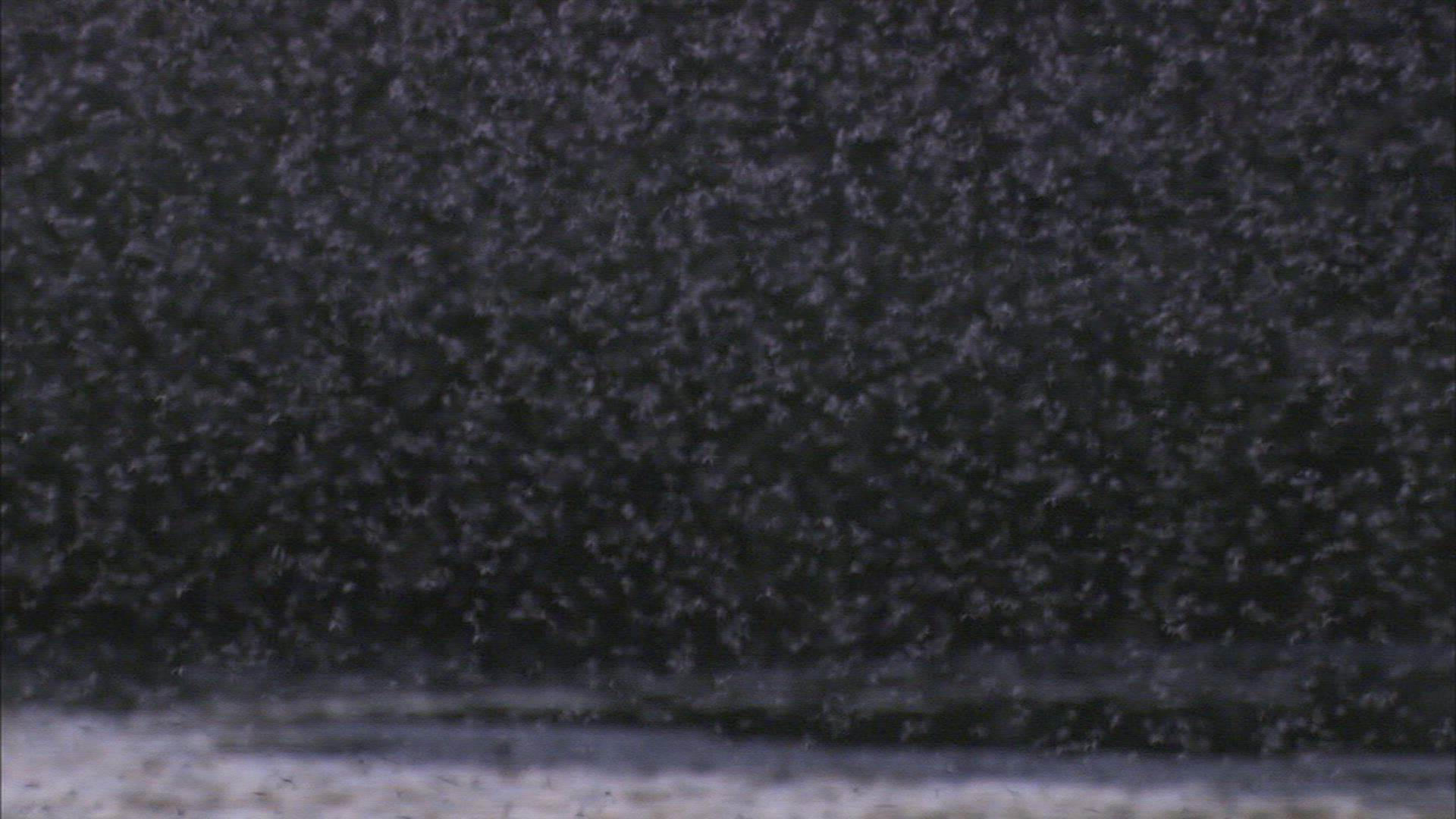 401966943 / Swarm of Insects / Khanka Lake / Russia