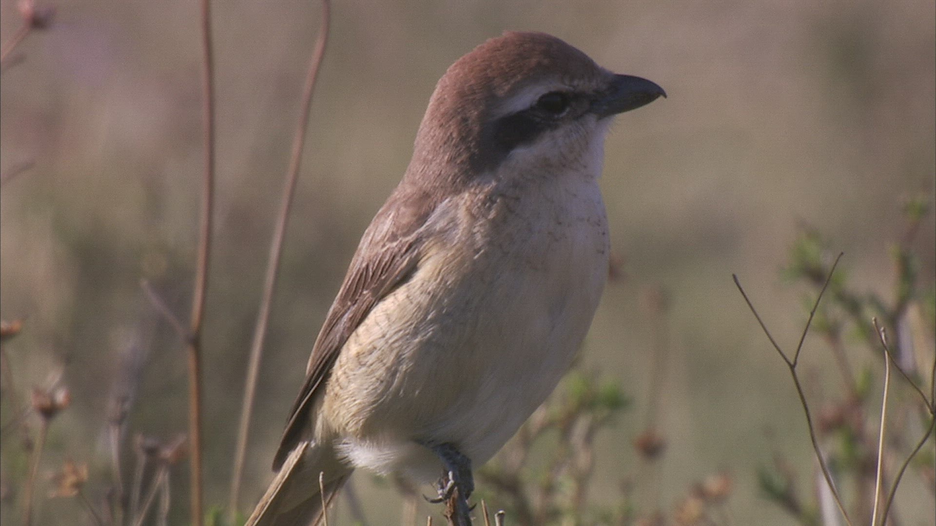 572279431 / Bird / Shrike / Siberia / Russia