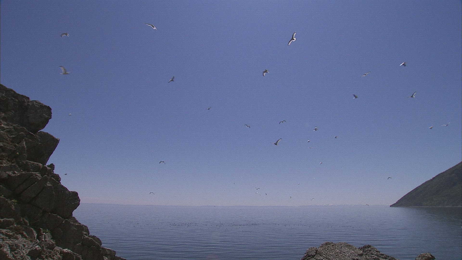 229880809 / Herring Gull / Siberia / Russia