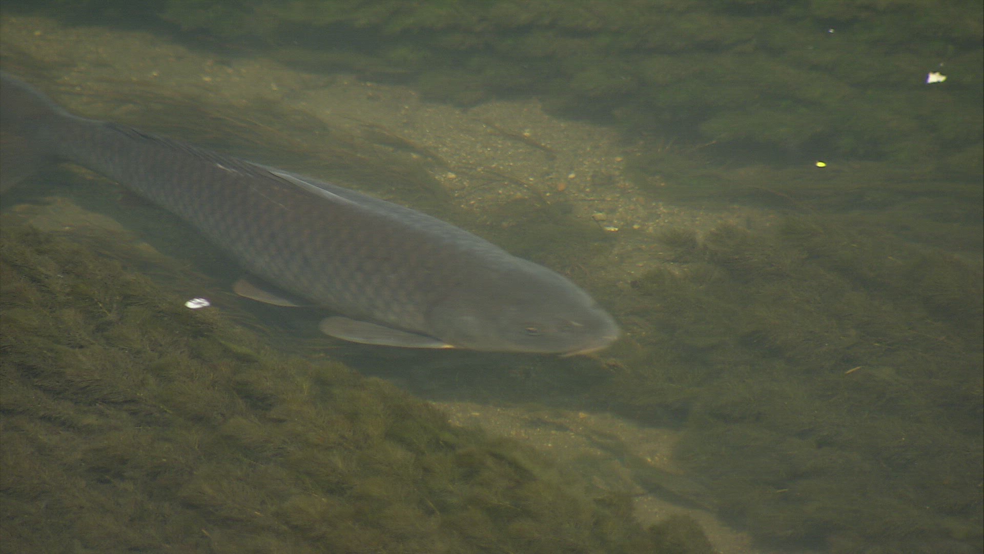 636779965 / Carp / Body of Water / Japan