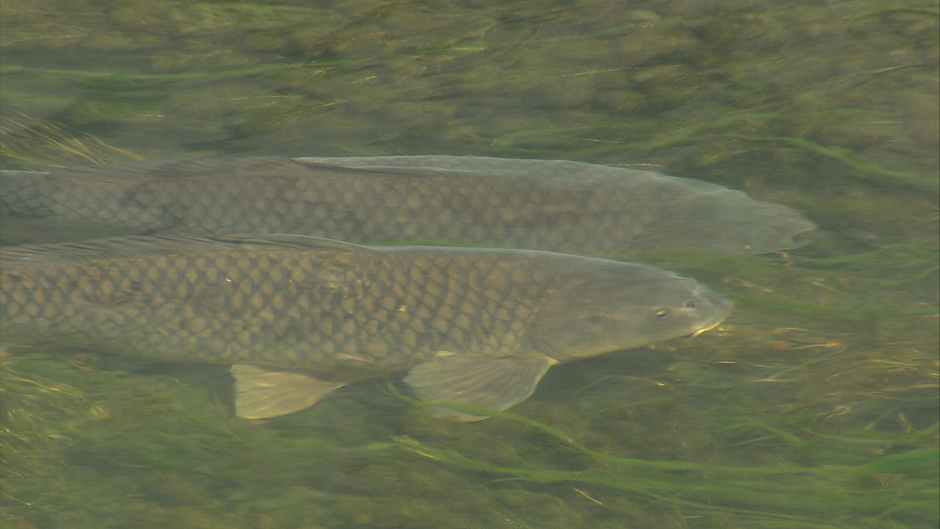 226743634 / Carp / Body of Water / Japan