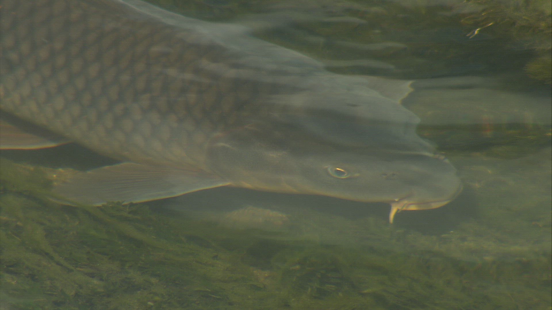 296817887 / Carp / Body of Water / Japan