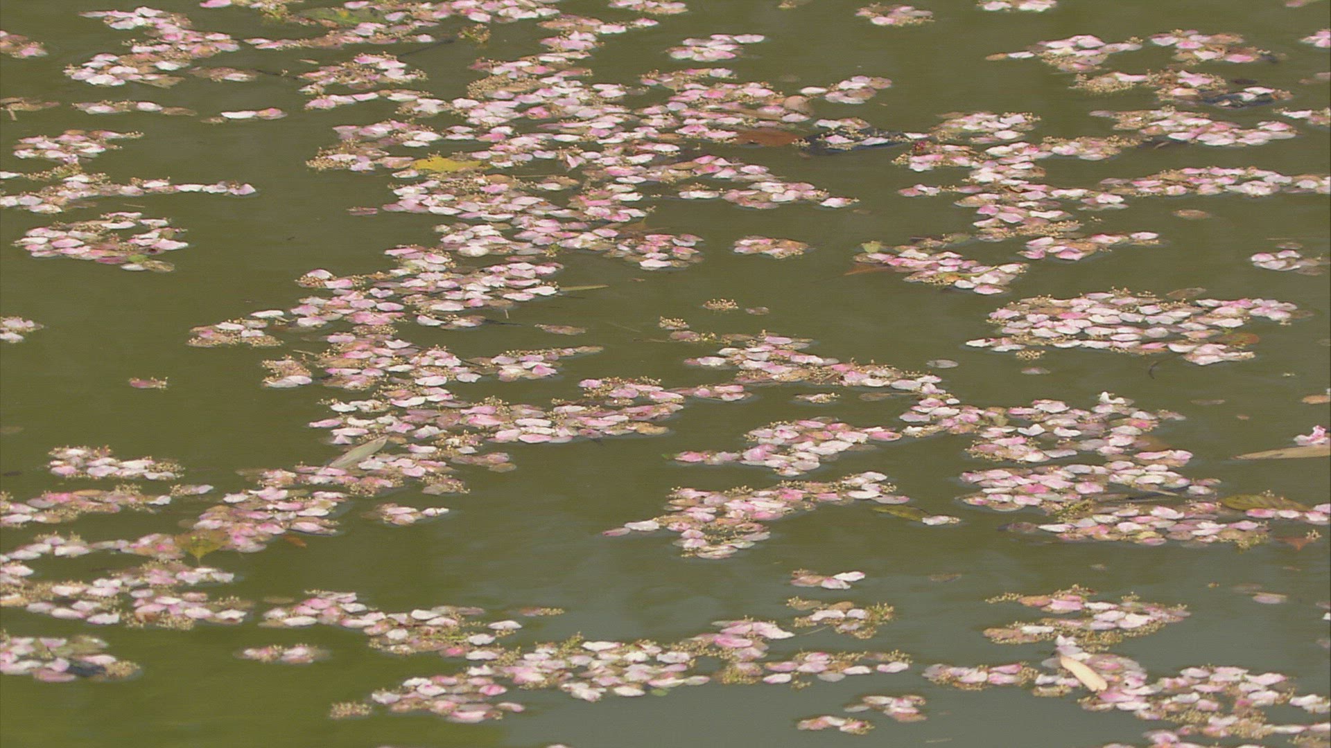 603372490 / Petal / Body of Water / Japan