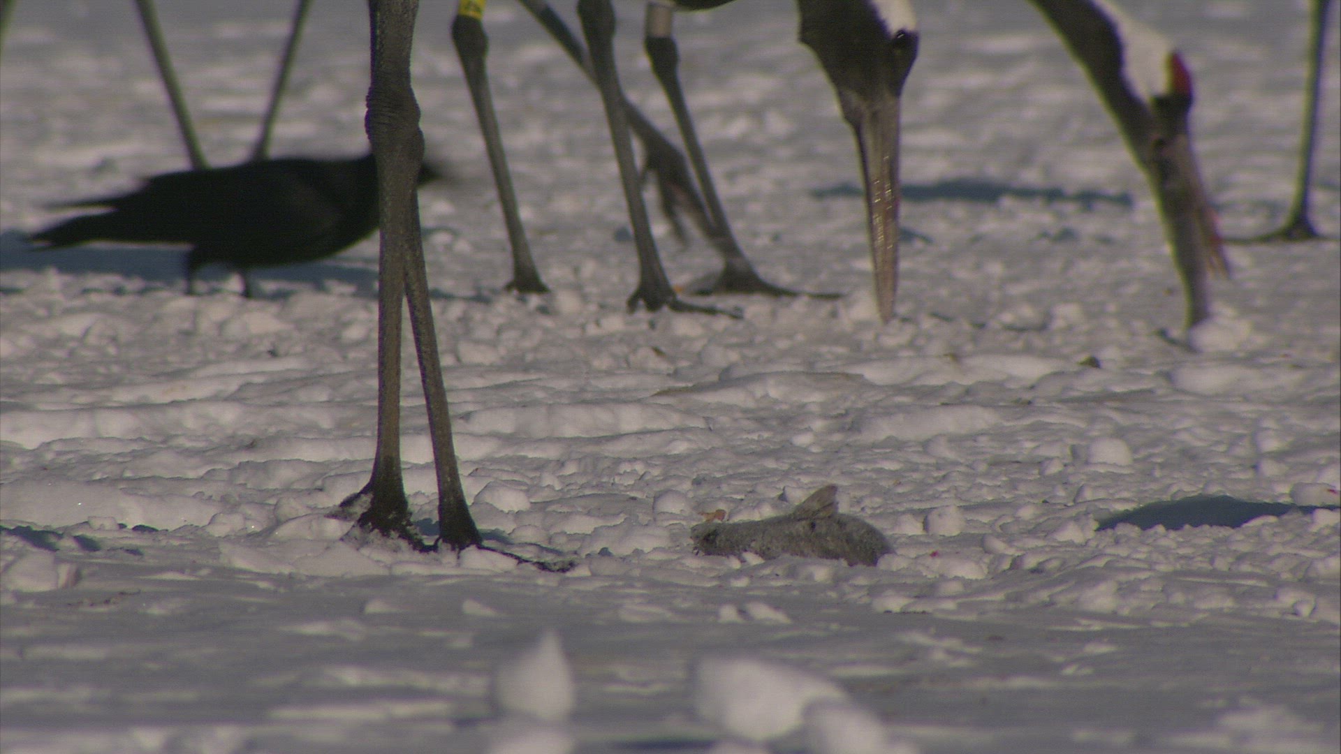 795208903 / Red-Crowned Crane / Winter / Hokkaido / Japan