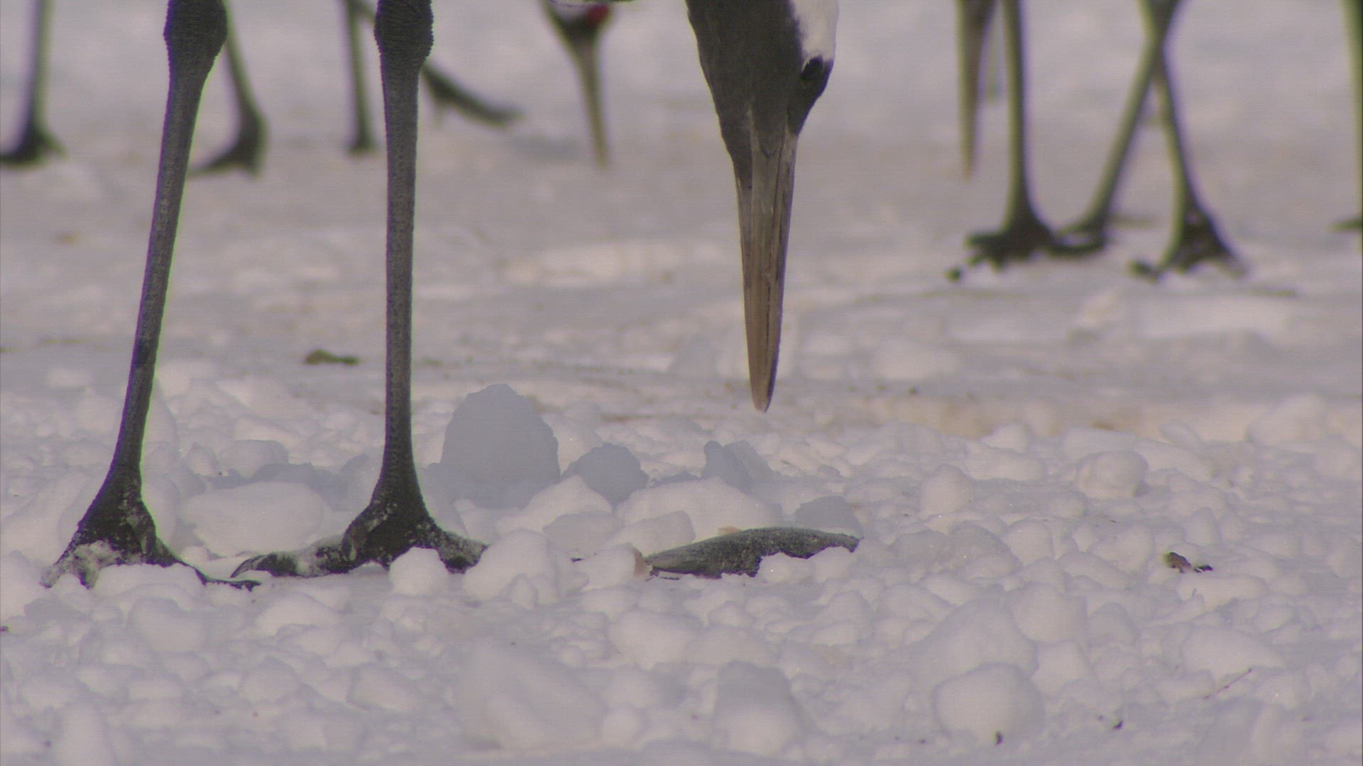 557277179 / Red-Crowned Crane / Winter / Hokkaido / Japan