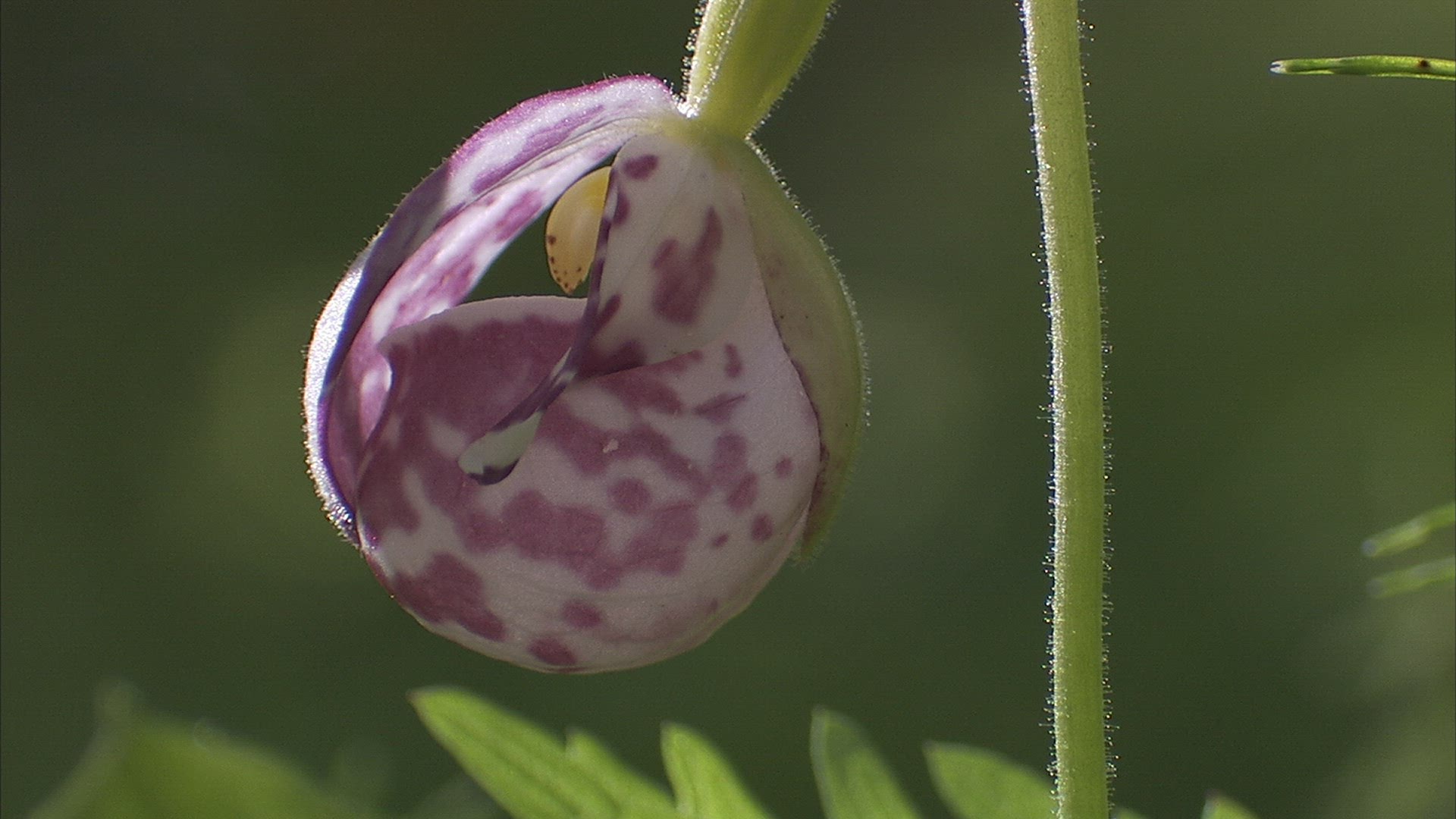 646153955 / Orchid / Siberia / Russia