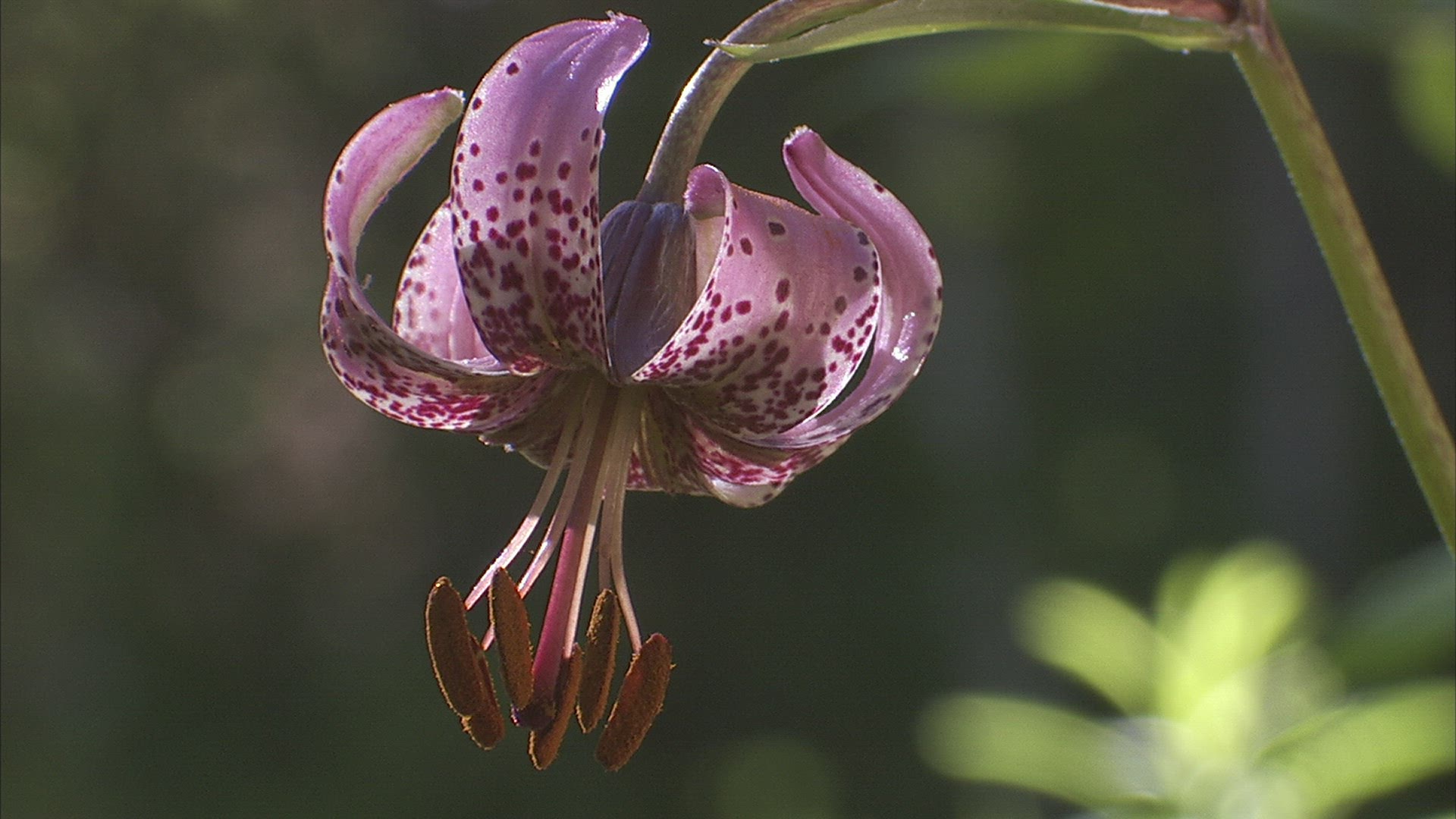 260266644 / Orchid / Siberia / Russia