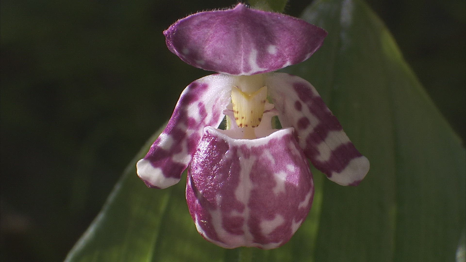 722059182 / Orchid / Siberia / Russia