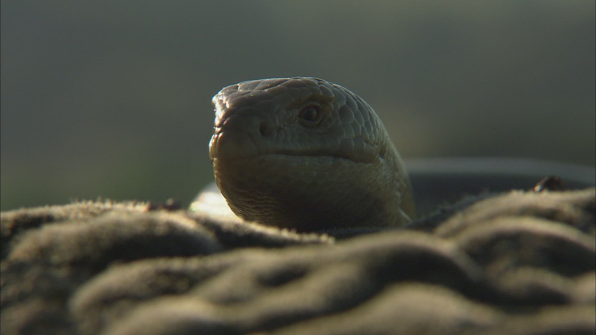 173786806 / Sheltopusik / Reptile / Caucasus / Russia