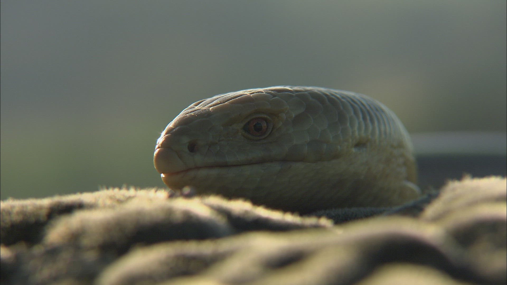 795403428 / Sheltopusik / Reptile / Caucasus / Russia