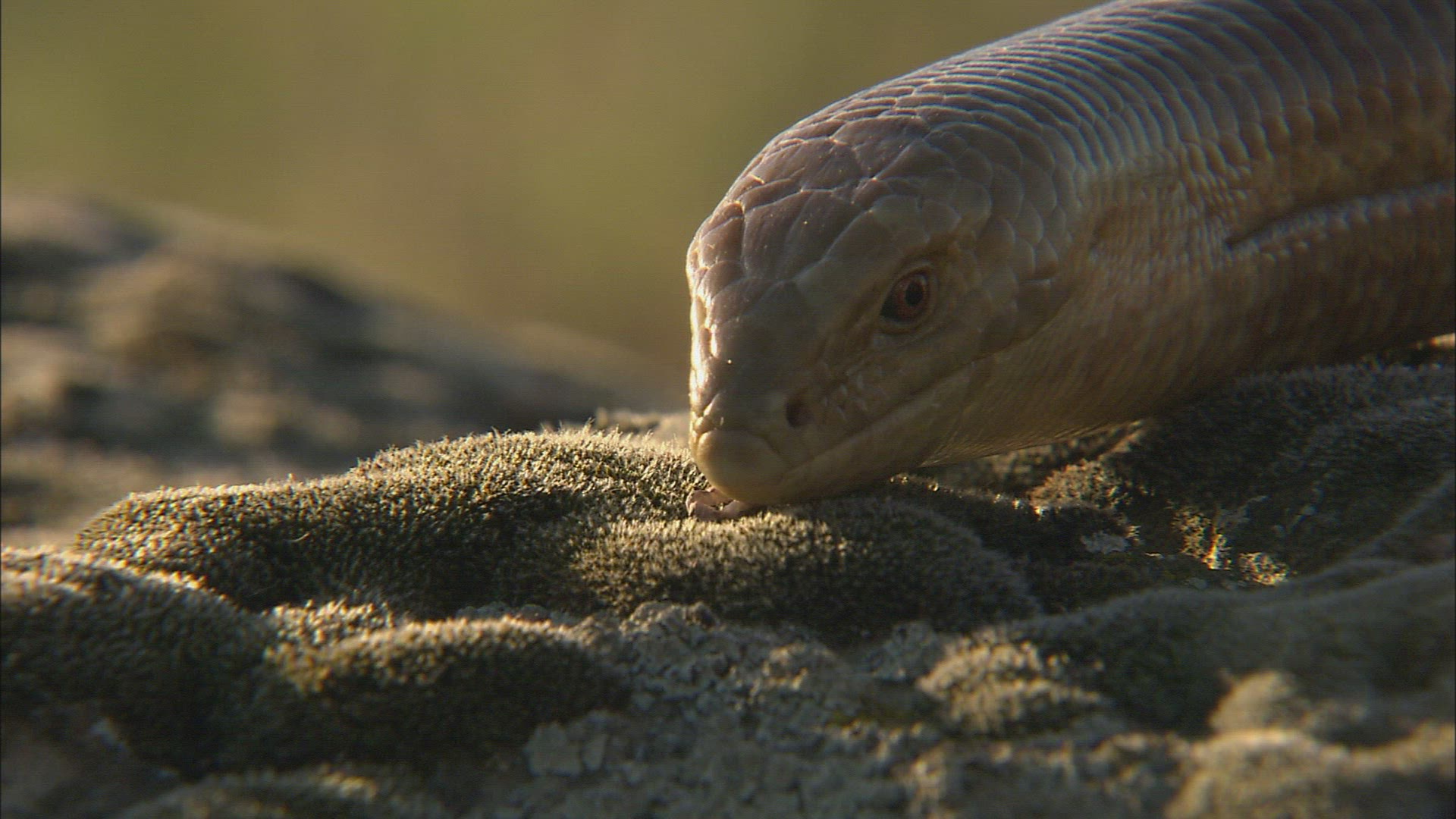 471911850 / Sheltopusik / Reptile / Caucasus / Russia