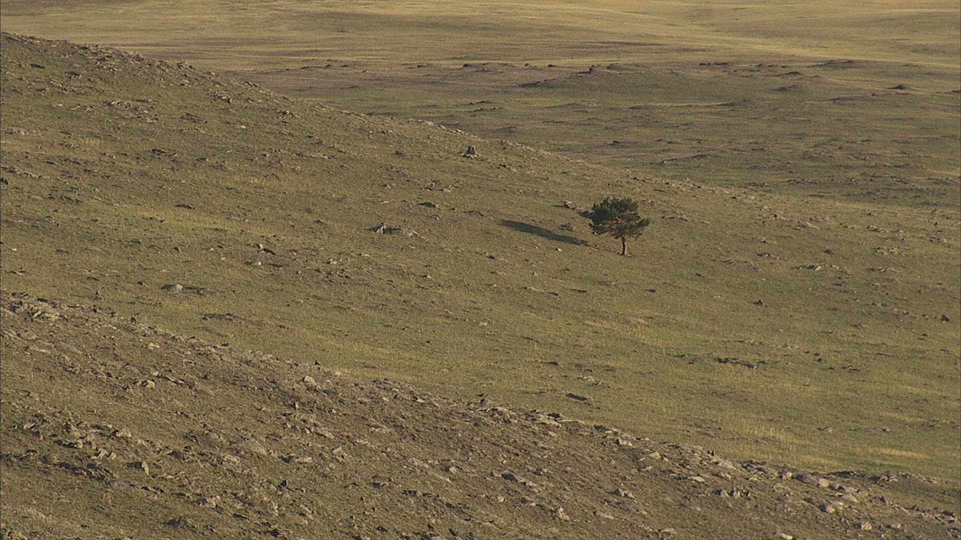 379313909 / Grassland / Siberia / Russia