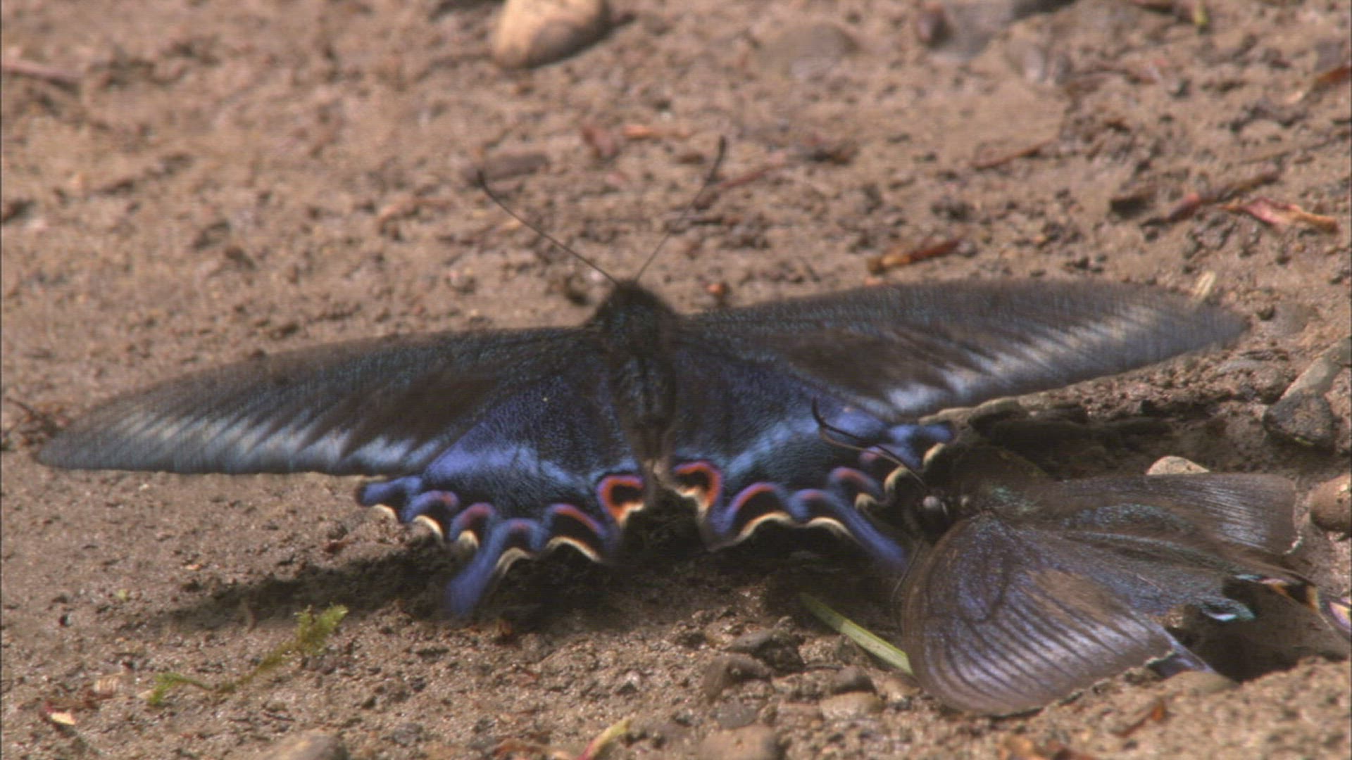 732699369 / Butterfly / Primorsky Krai / Russia