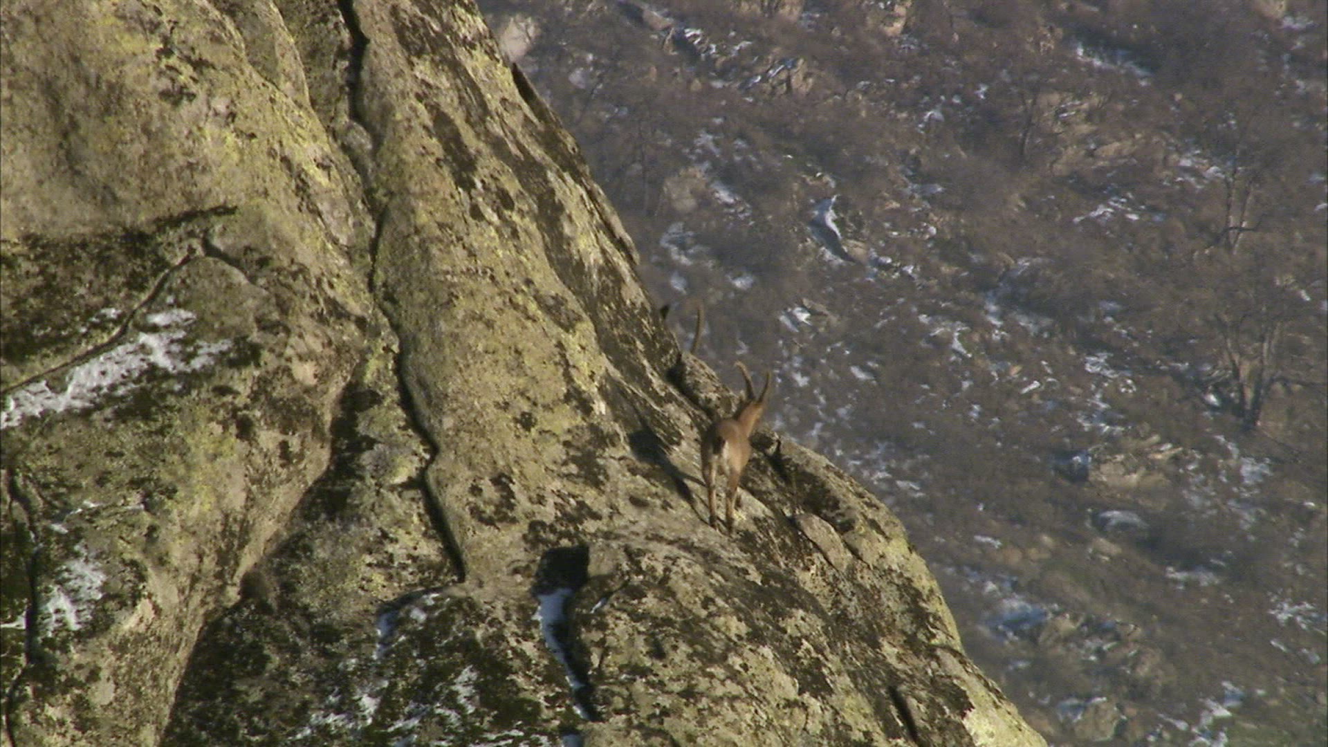 364461351 / Wild Goat / Caucasian Mountains / Russia