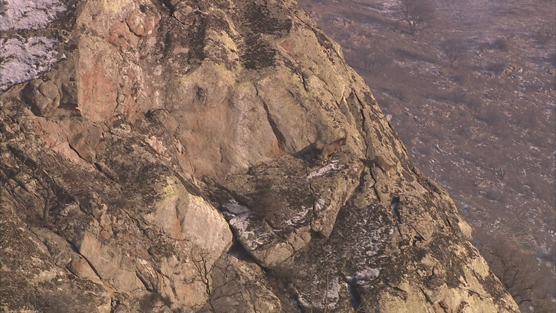 161791095 / Wild Goat / Mountains / Caucasus / Russia