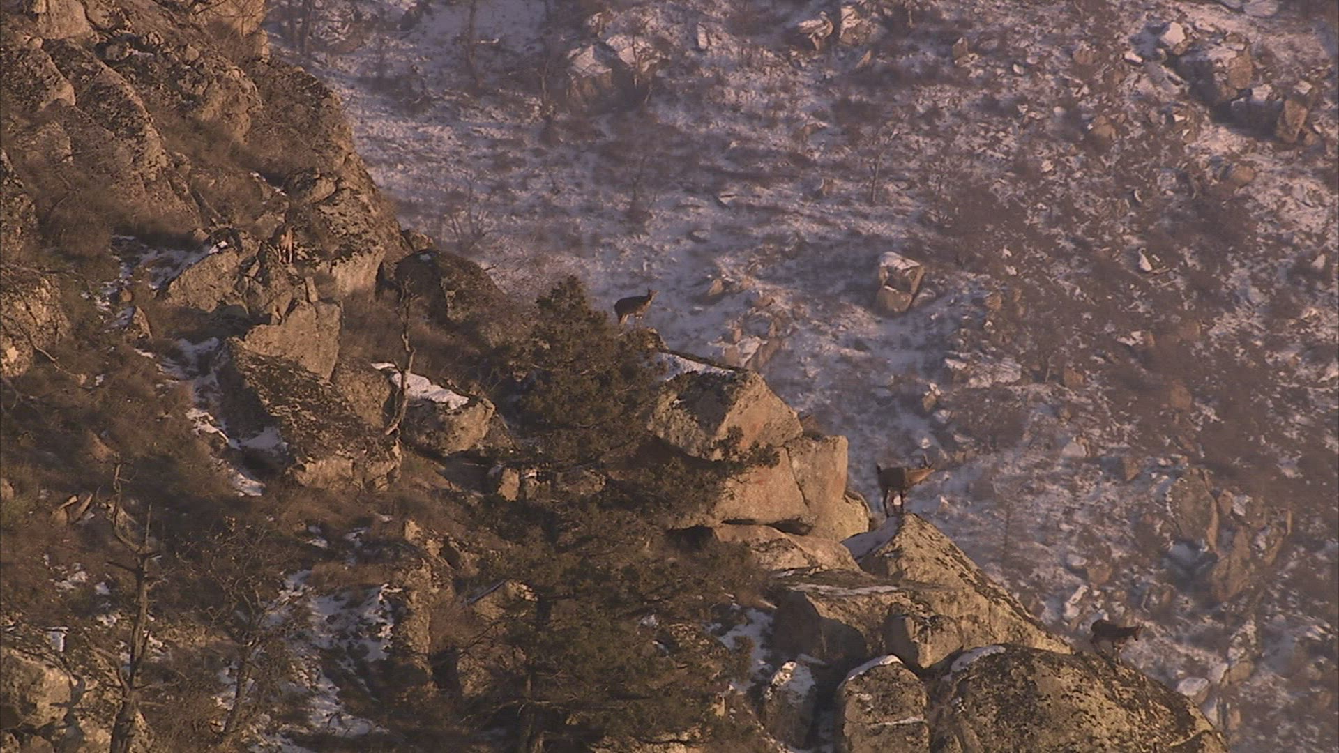 907036277 / Wild Goat / Mountains / Caucasus / Russia
