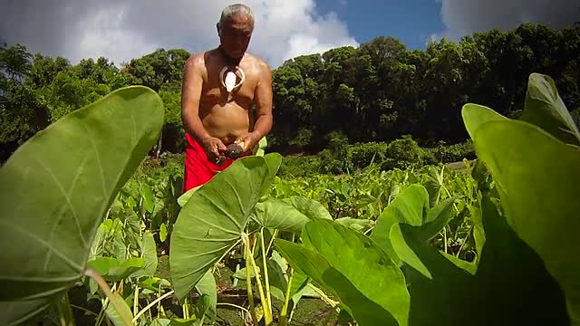 A Hawaiian native prepares tarot root with his hands.