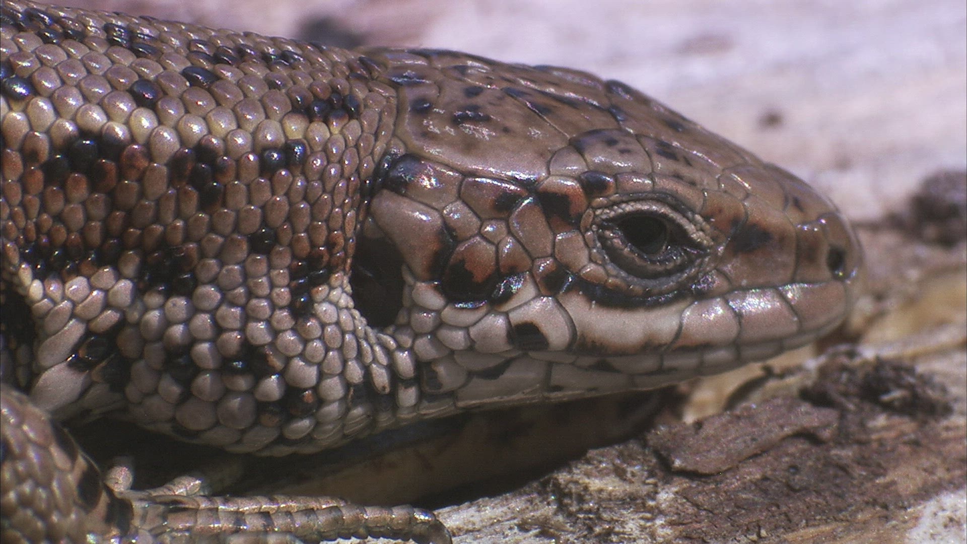 946667900 / Lizard / Siberia / Russia