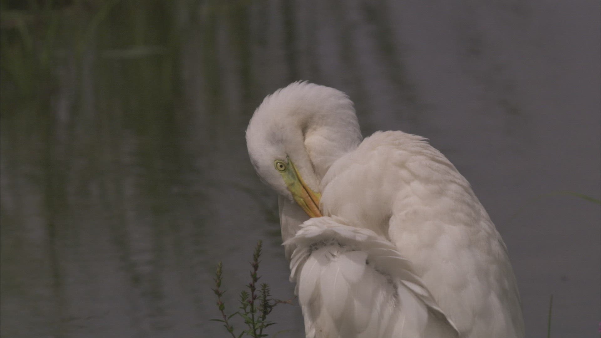 346465859 / Heron / Primorsky Krai / Russia