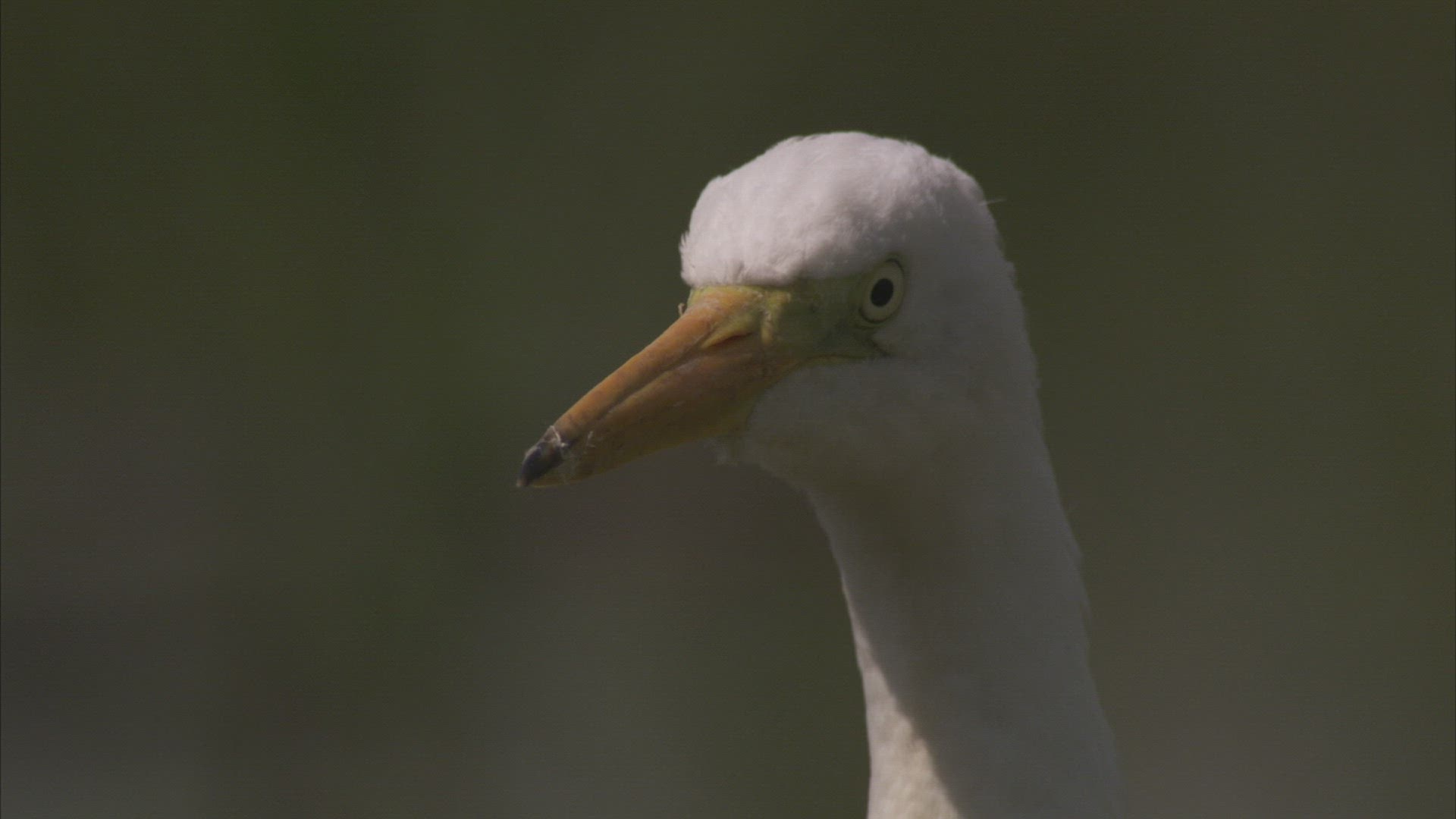 932270209 / Heron / Primorsky Krai / Russia