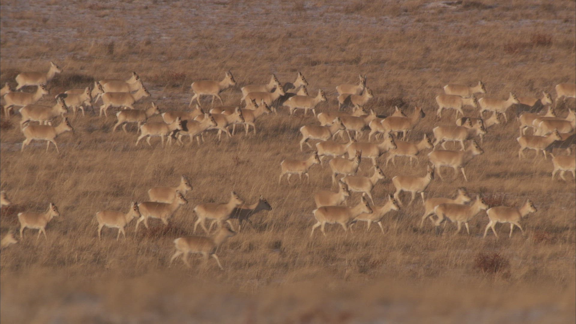 157362936 / Mongolian Gazelle / Animal Migration / Steppe / Siberia