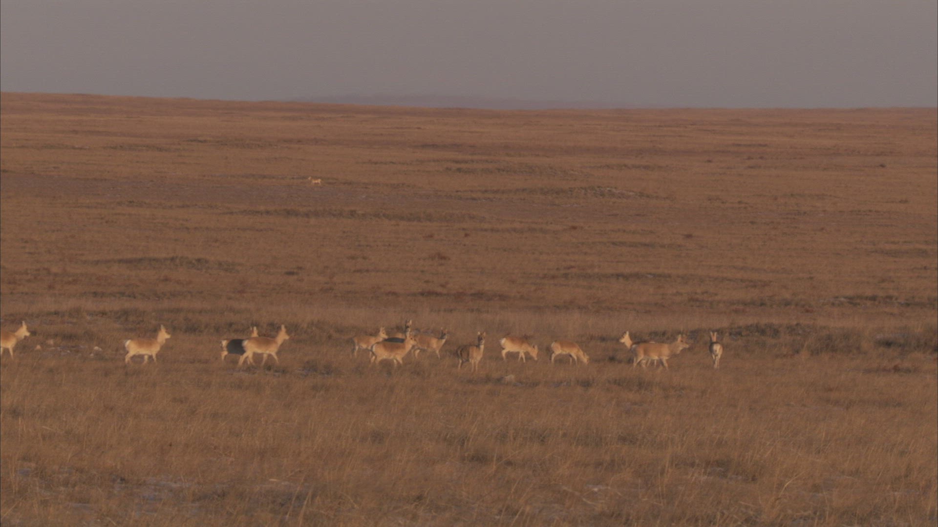 832687438 / Mongolian Gazelle / Animal Migration / Steppe / Siberia