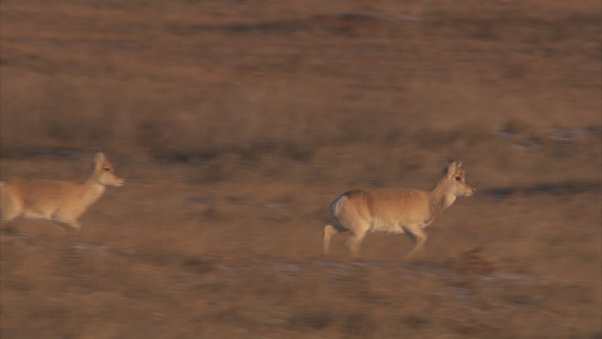 947703875 / Mongolian Gazelle / Animal Migration / Steppe / Siberia