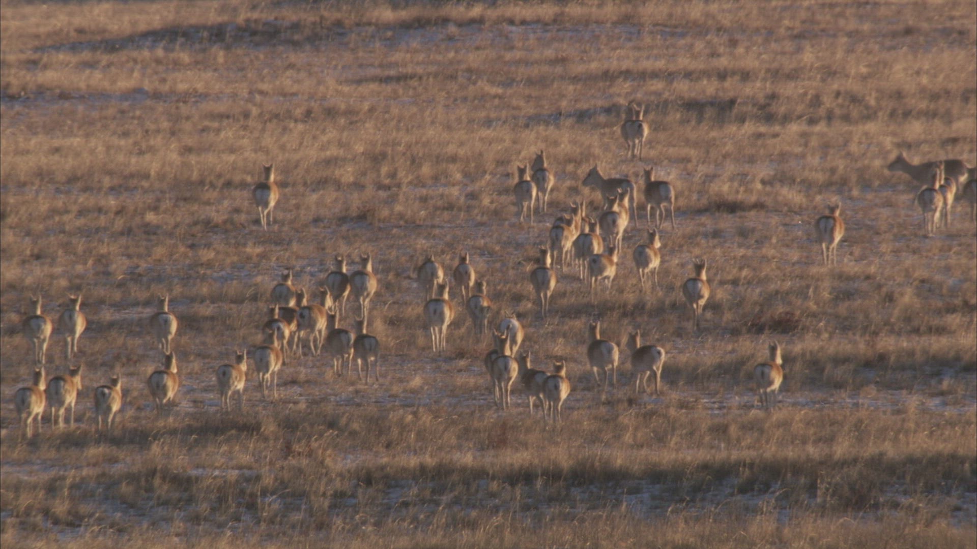 422263914 / Mongolian Gazelle / Animal Migration / Steppe / Siberia