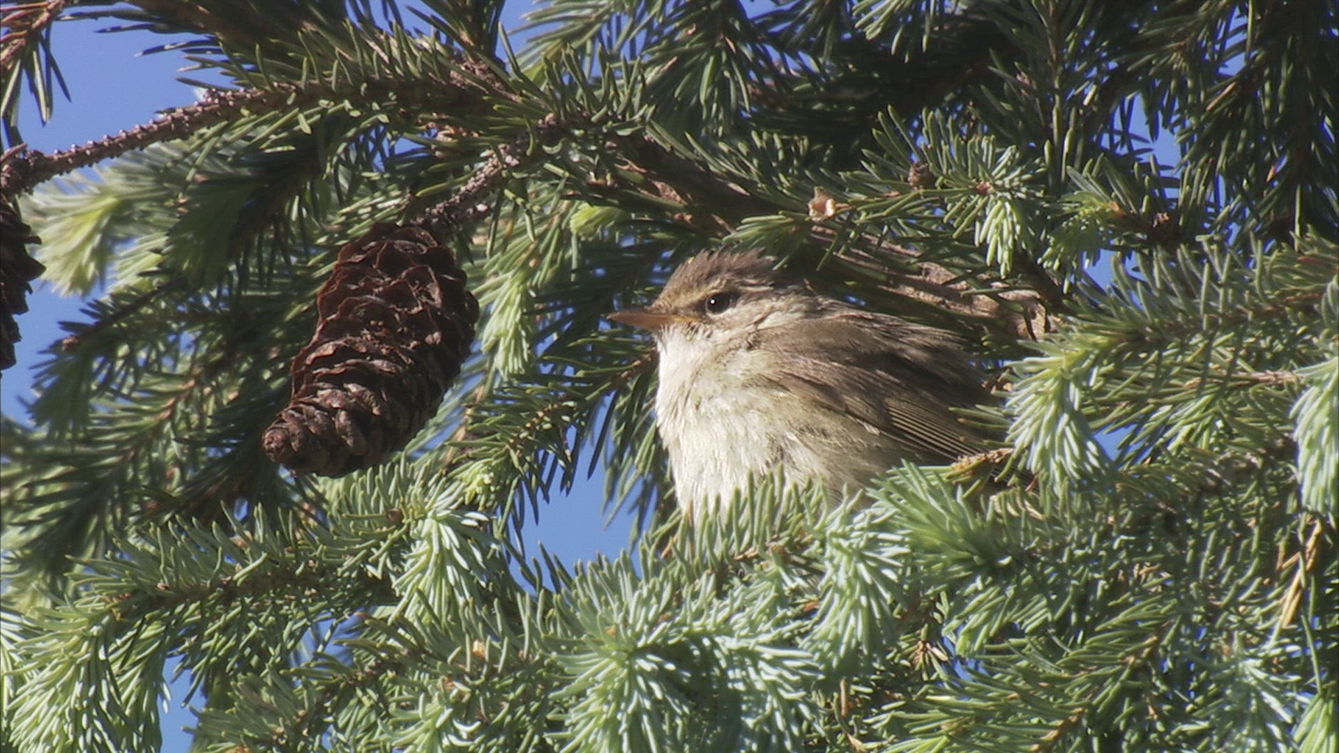 672043890 / Singing Bird / Siberia
