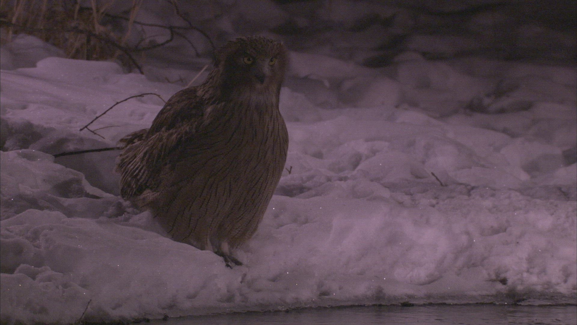 218723267 / Blakiston's Fish Owl / Russia