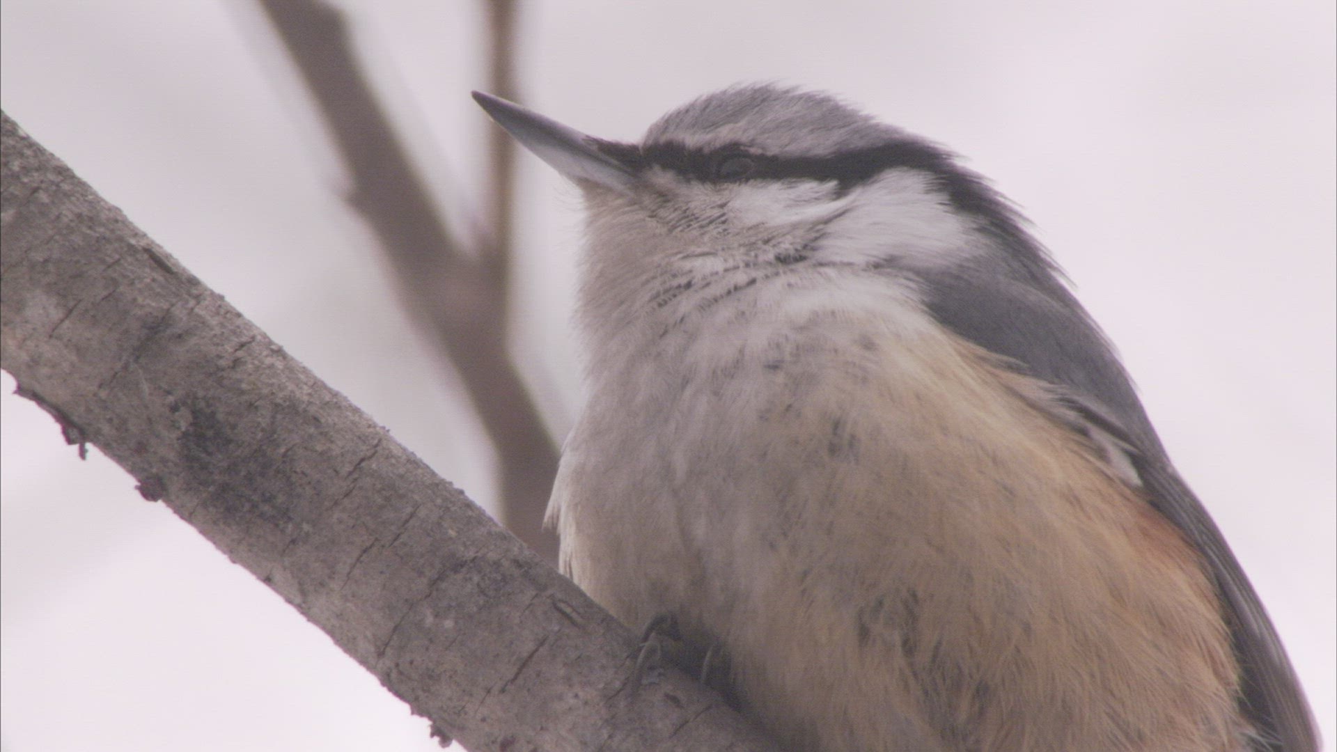 926623405 / Singing Bird / Taiga / Russia