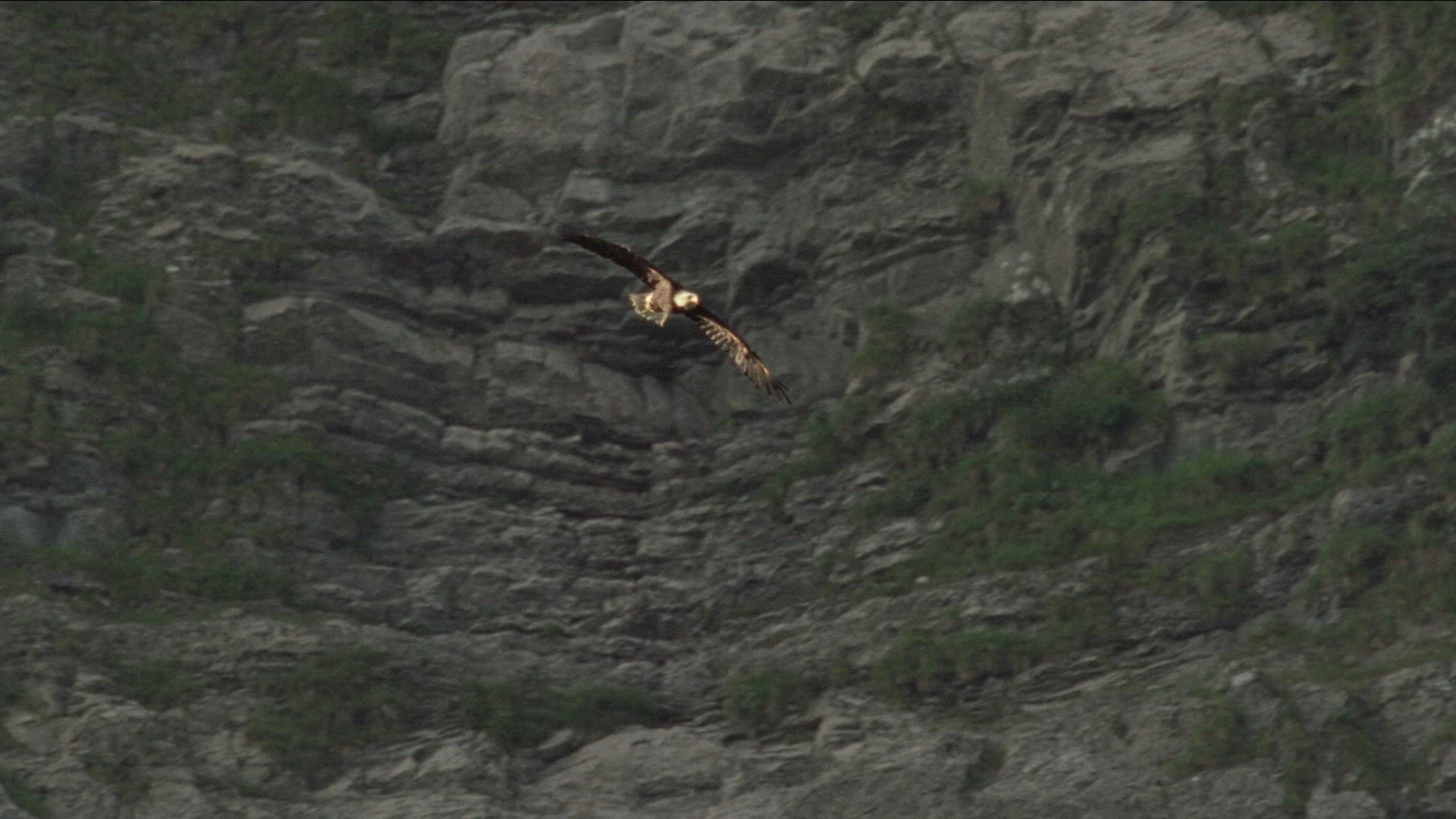 404857381 / Golden Eagle / Raptor