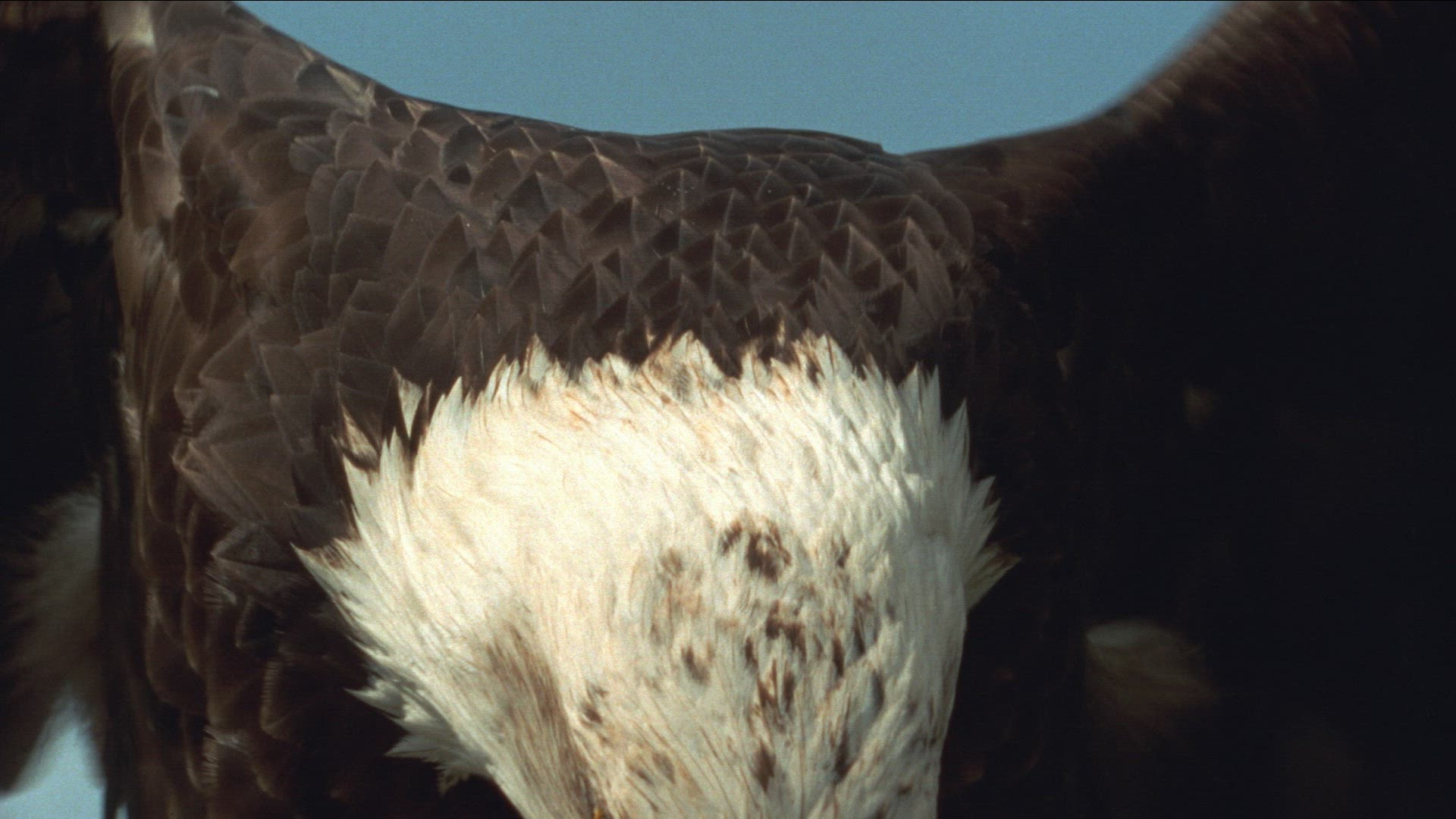 538813975 / Golden Eagle / Raptor