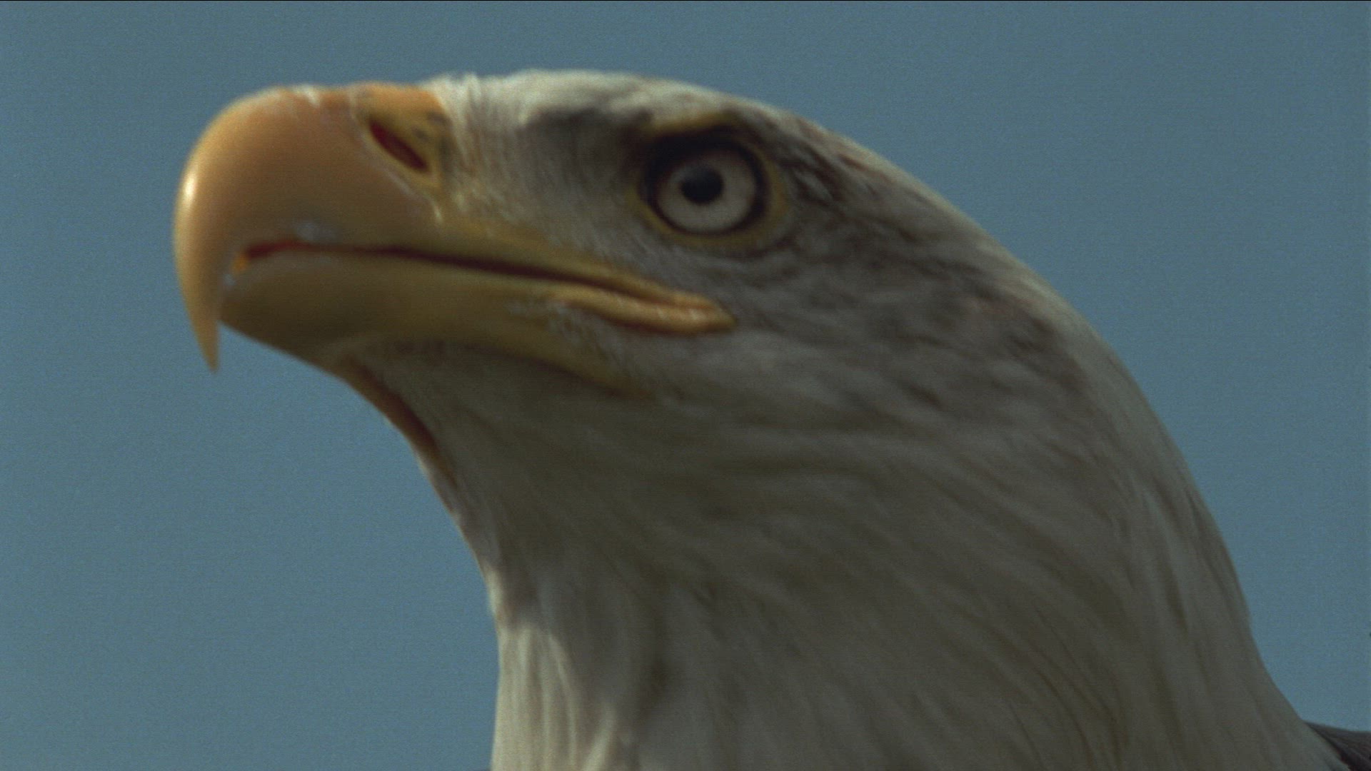 598423676 / Golden Eagle / Raptor