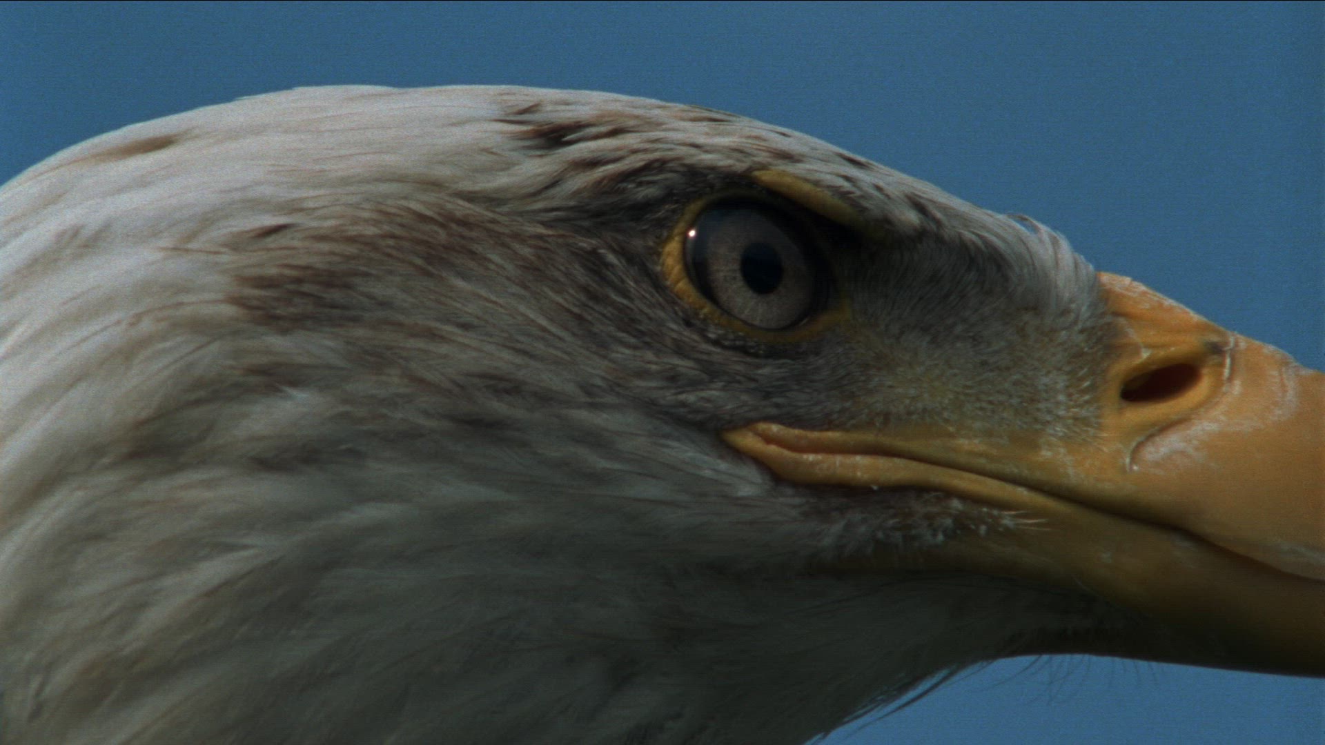 819998853 / Golden Eagle / Raptor