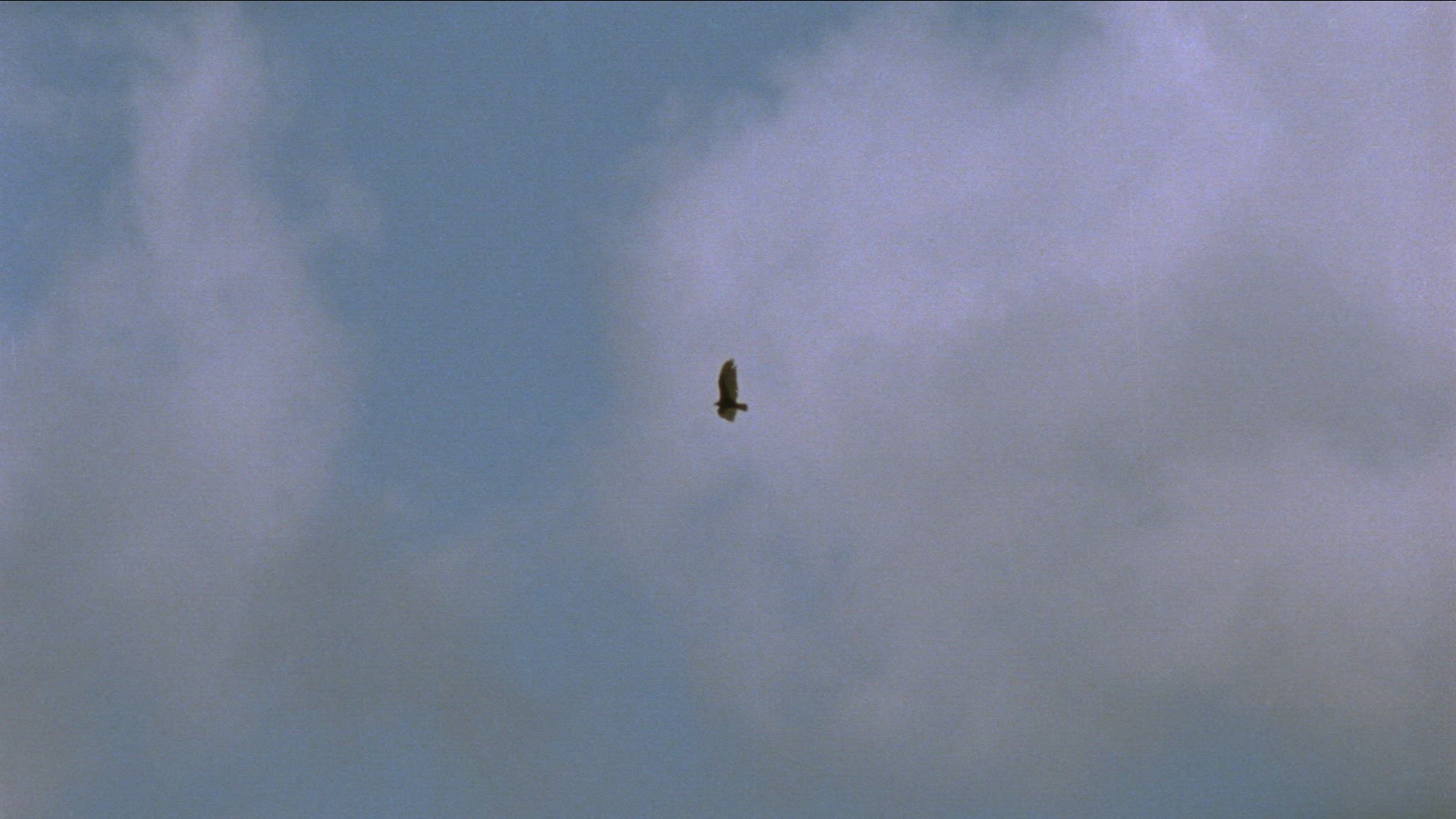 180965767 / Golden Eagle / Raptor